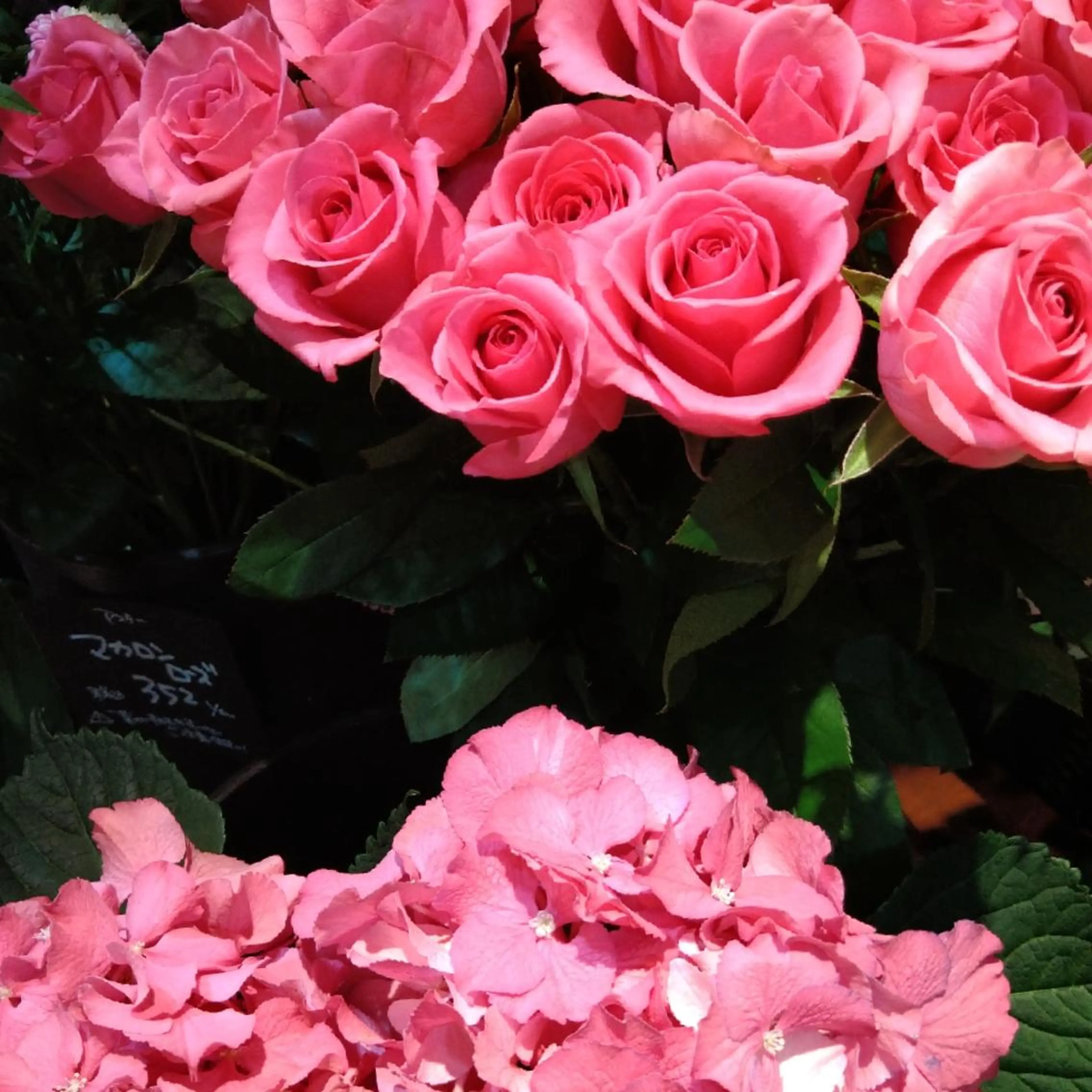 山本 ひろ美のその他イメージ