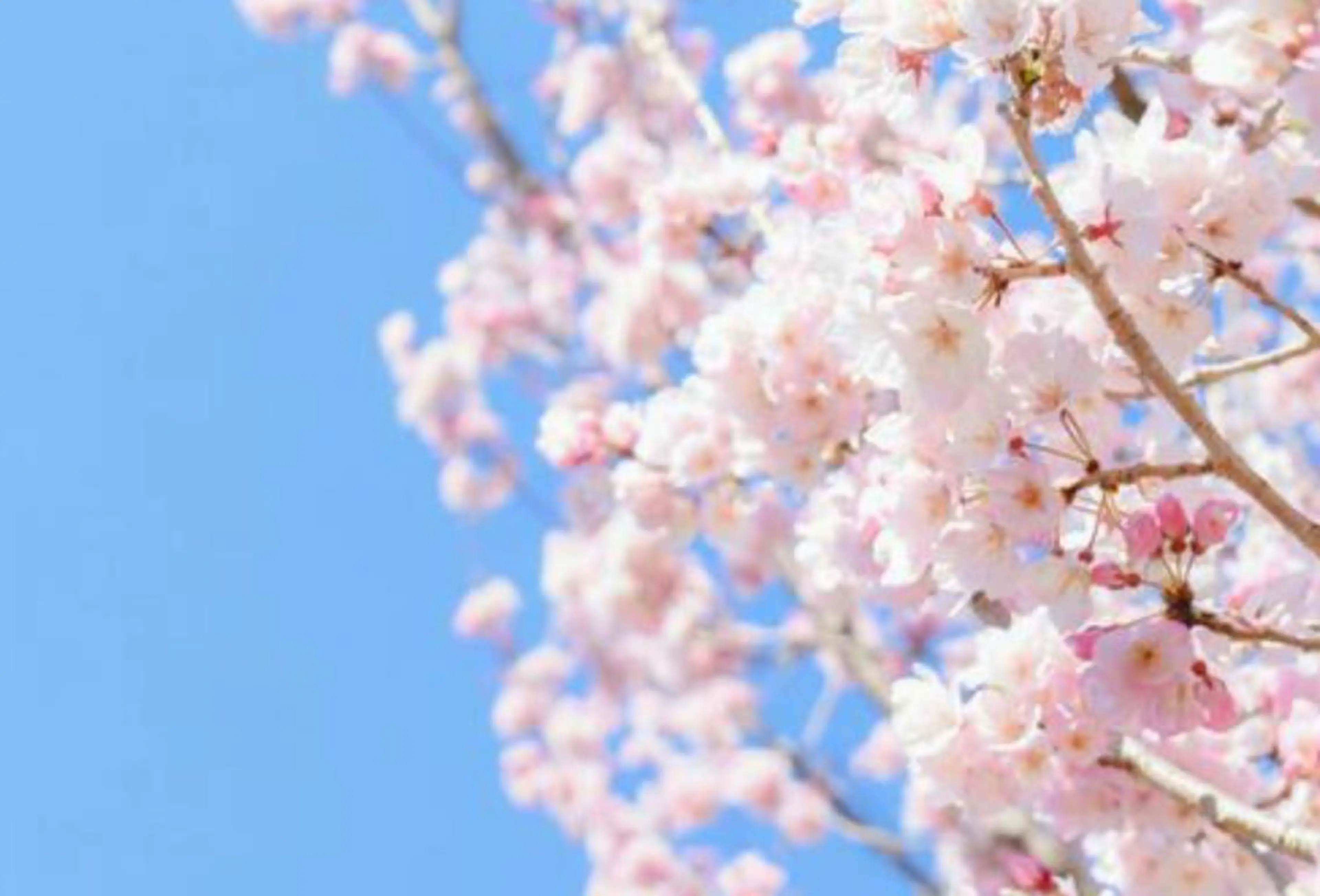 Tendre Rêveのマツエク・マツパデザイン