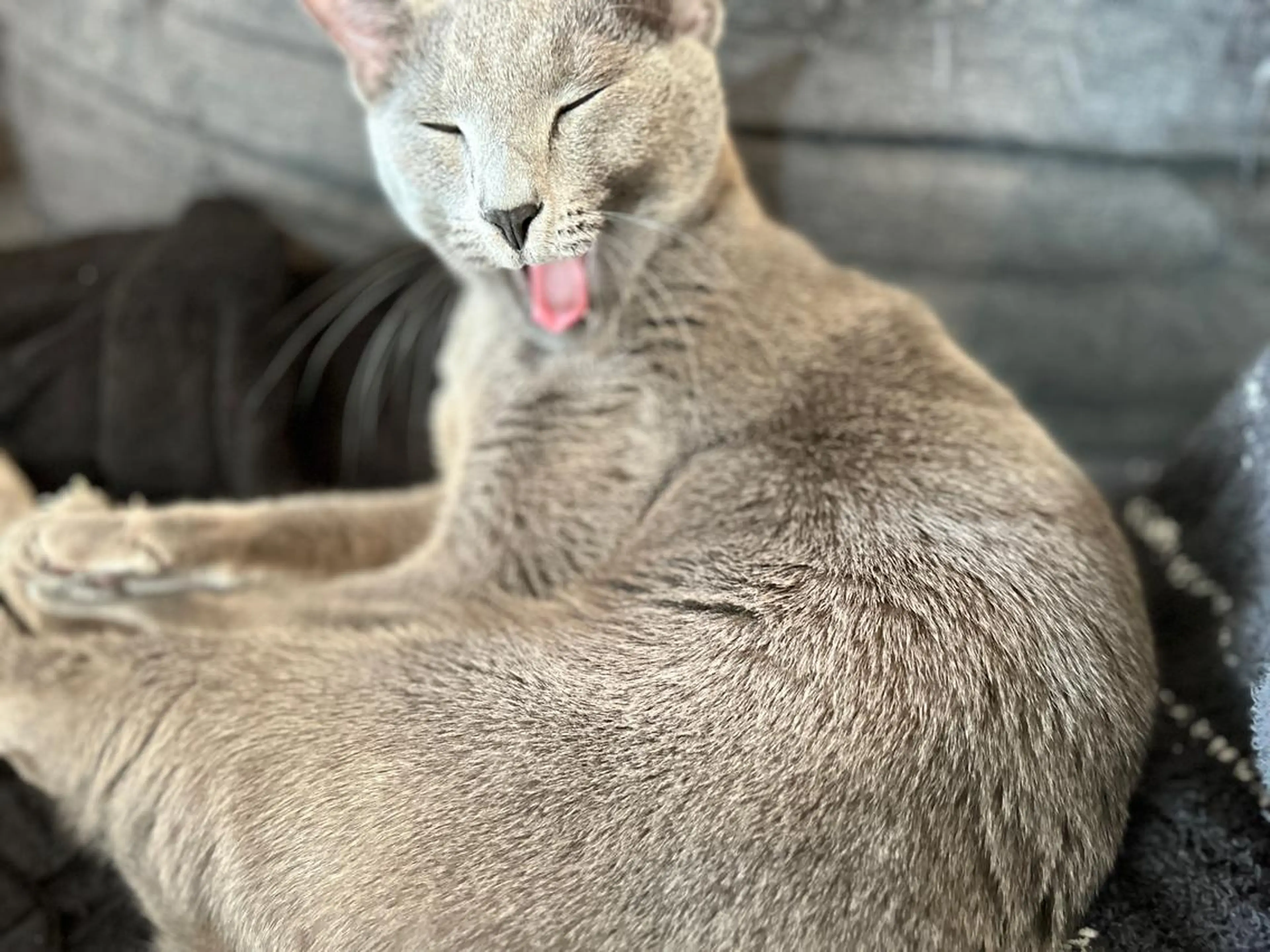 ショート カラー パーマ ヘアアレンジ メンズ キッズ ネイル マツエク・マツパ アイブロウ アニメ,Vオタク× 即効痩せエステサロンのエステ・リラクイメージ