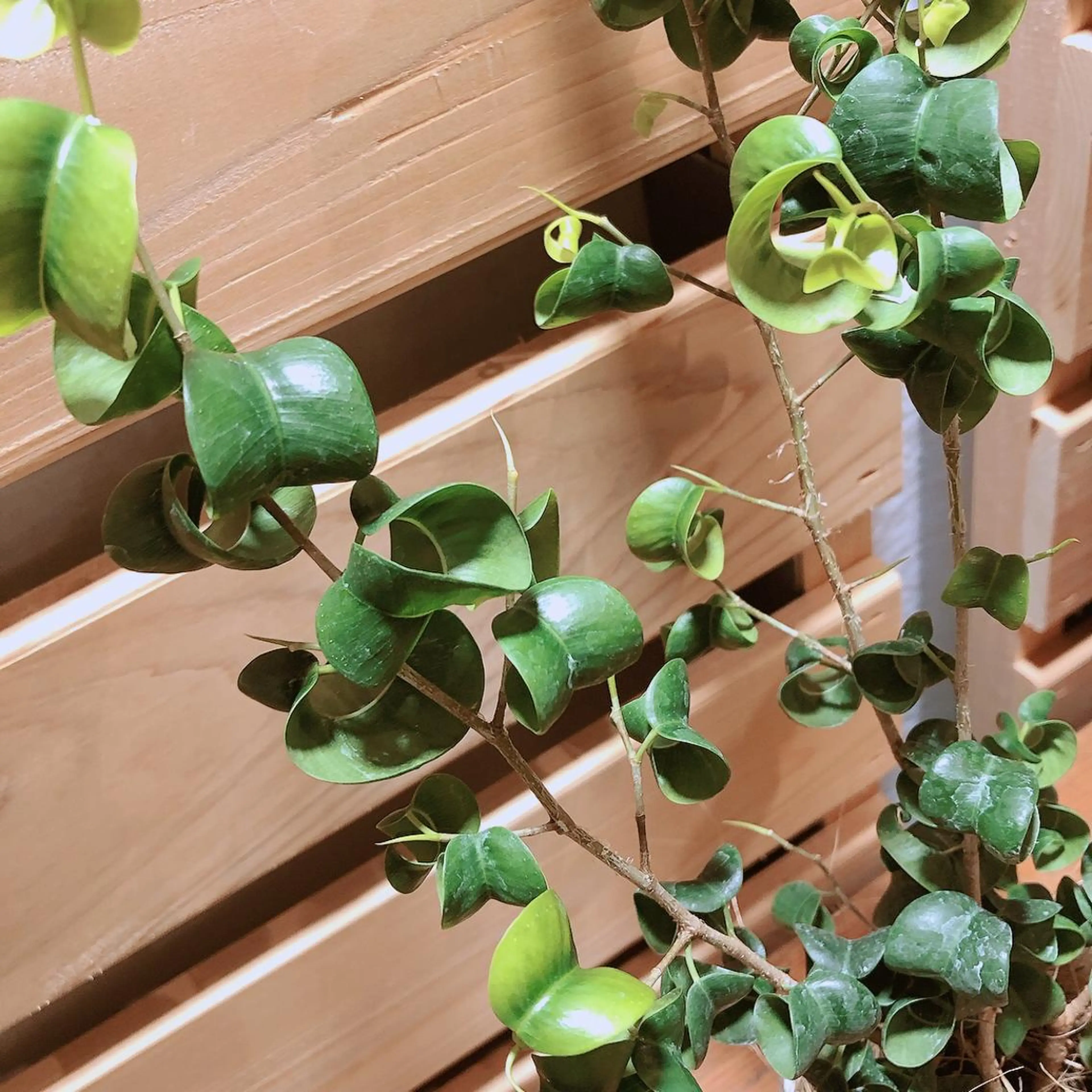 マツエク・マツパ なかむら 🪡のマツエク・マツパデザイン