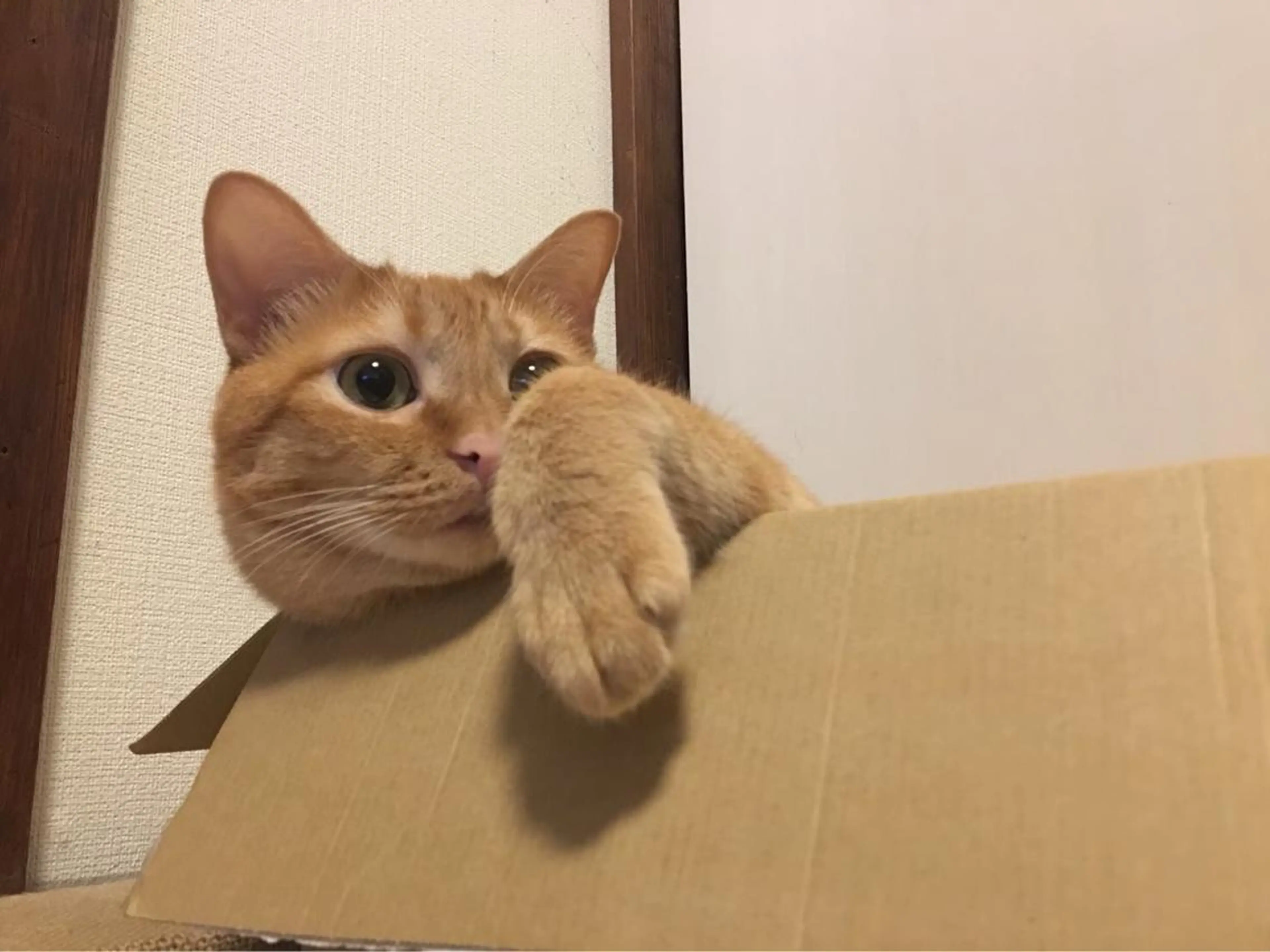 kiki nail &brow二子玉川の眉毛・アイブロウイメージ