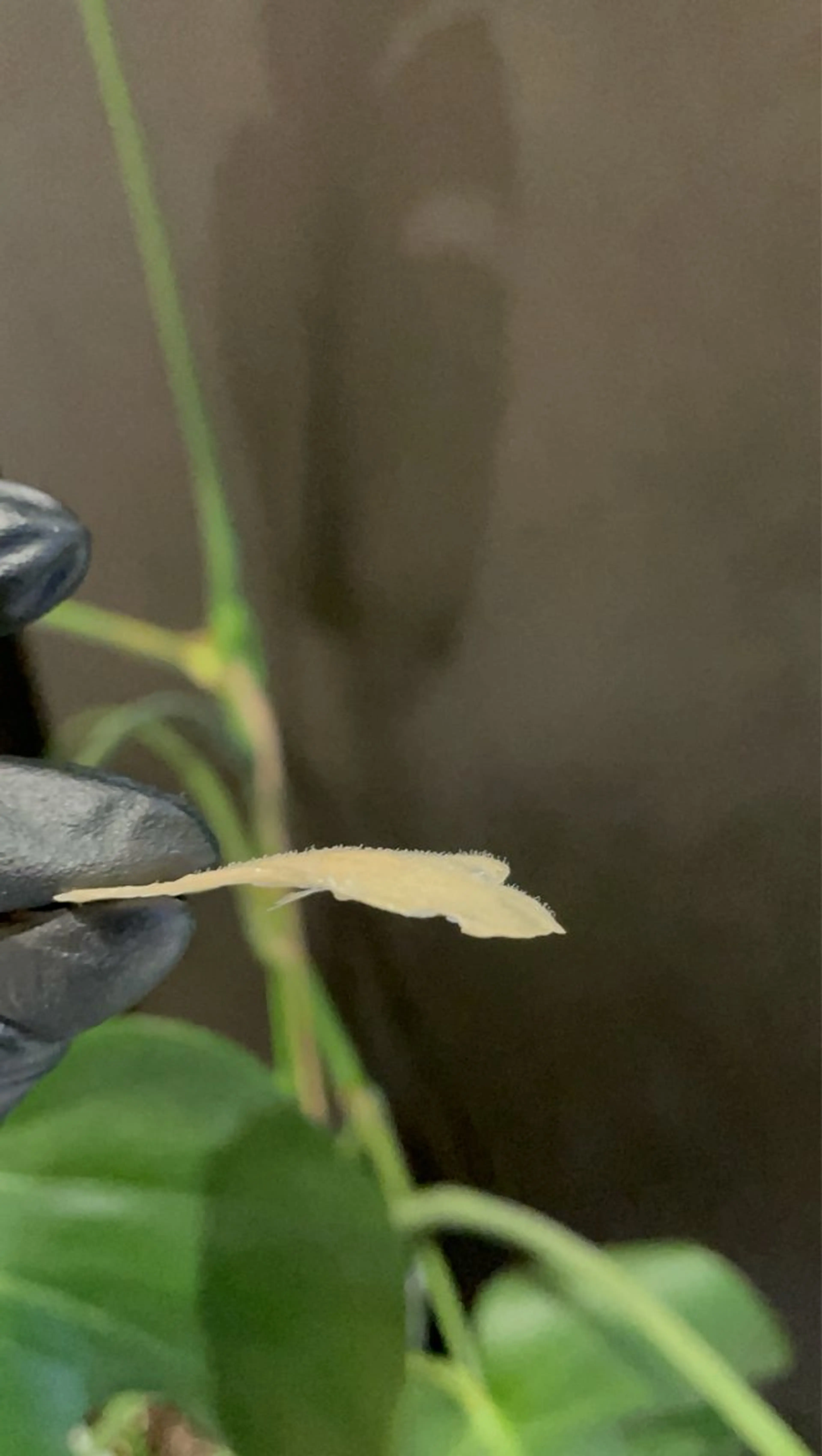 【化粧ノリup】全顔フェイスワックス 高保湿パック付の写真