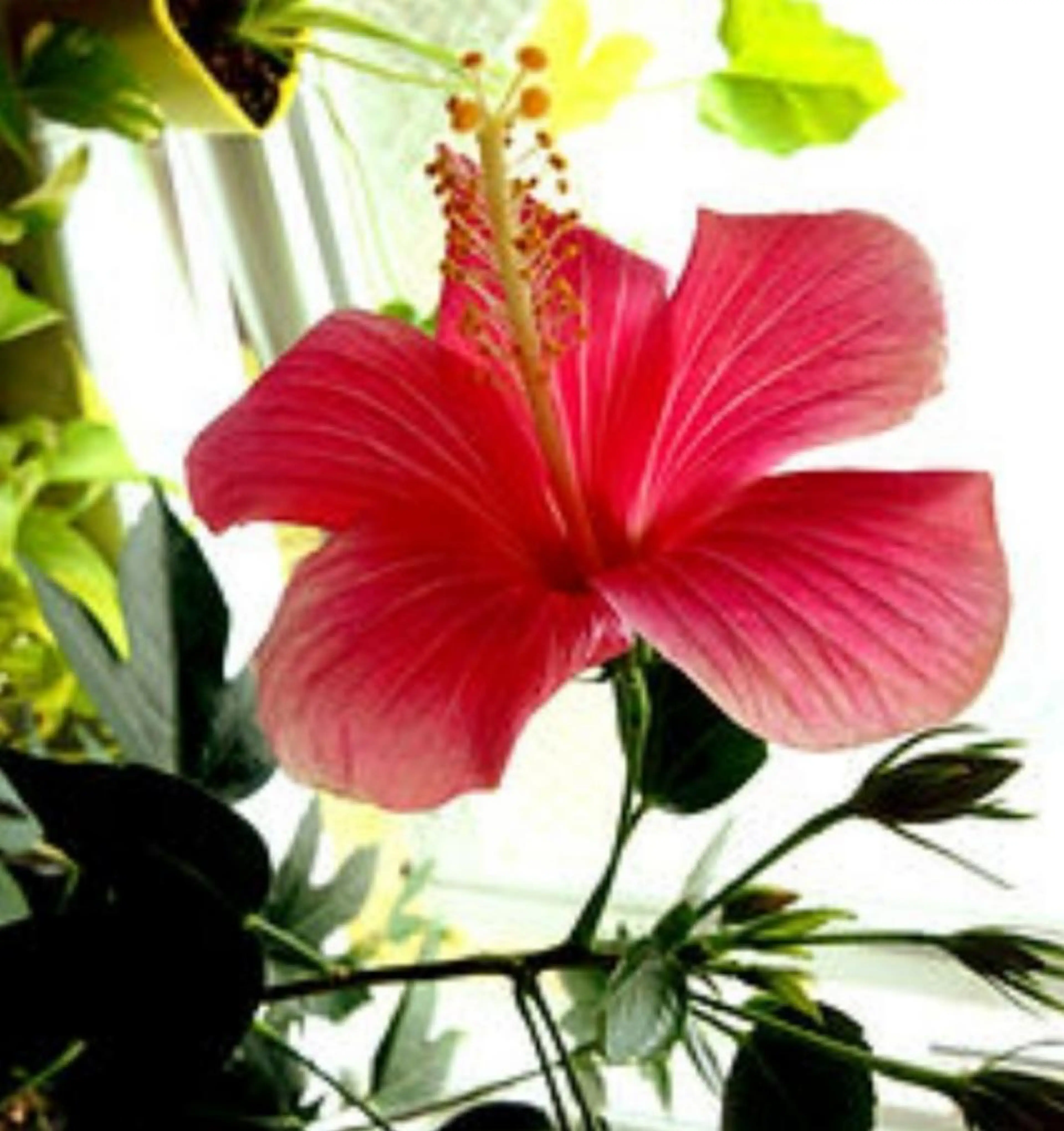 ☺ハーブピール💕 ソフィアカロン💖のエステ・リラクイメージ