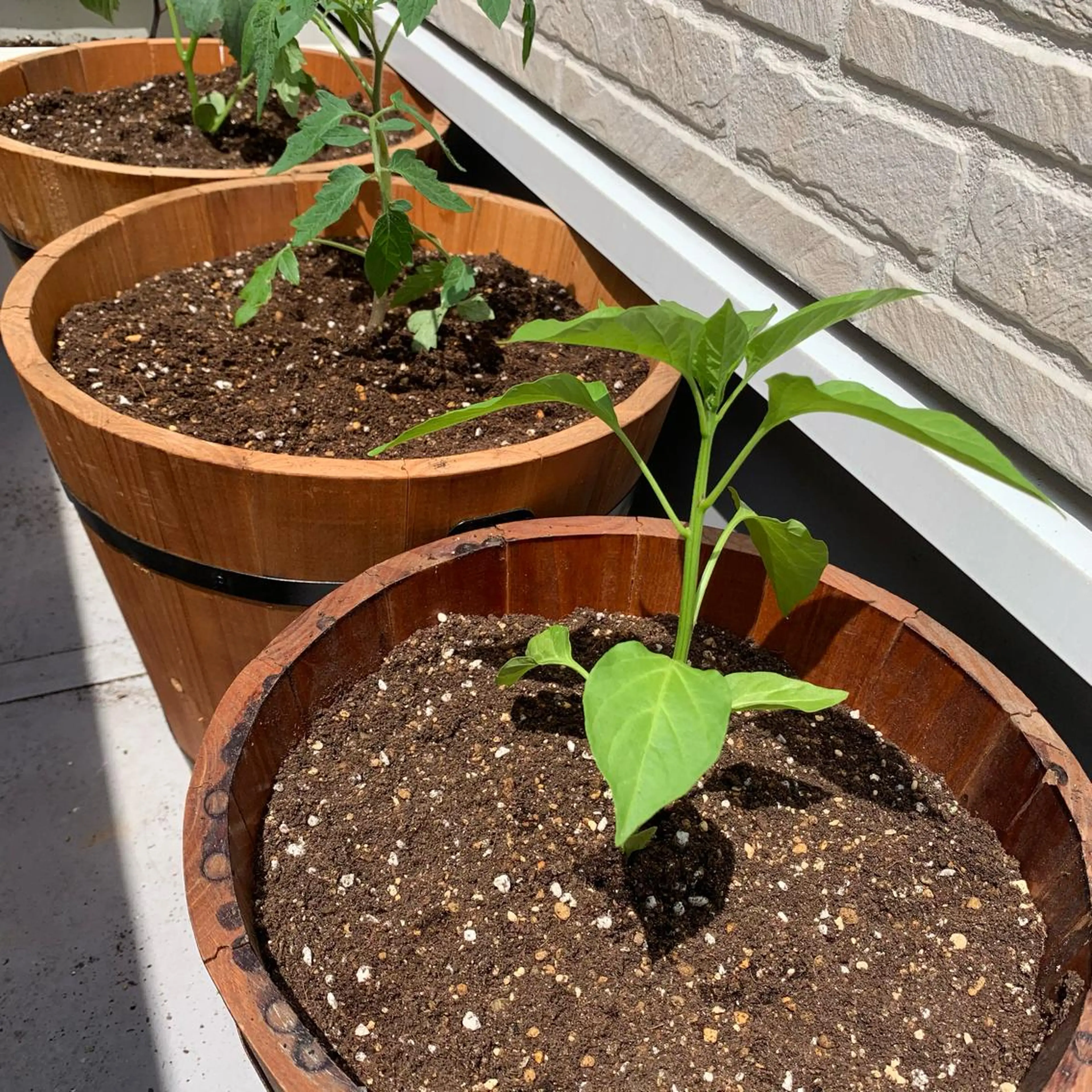 Lilibeauty salonのネイルデザイン