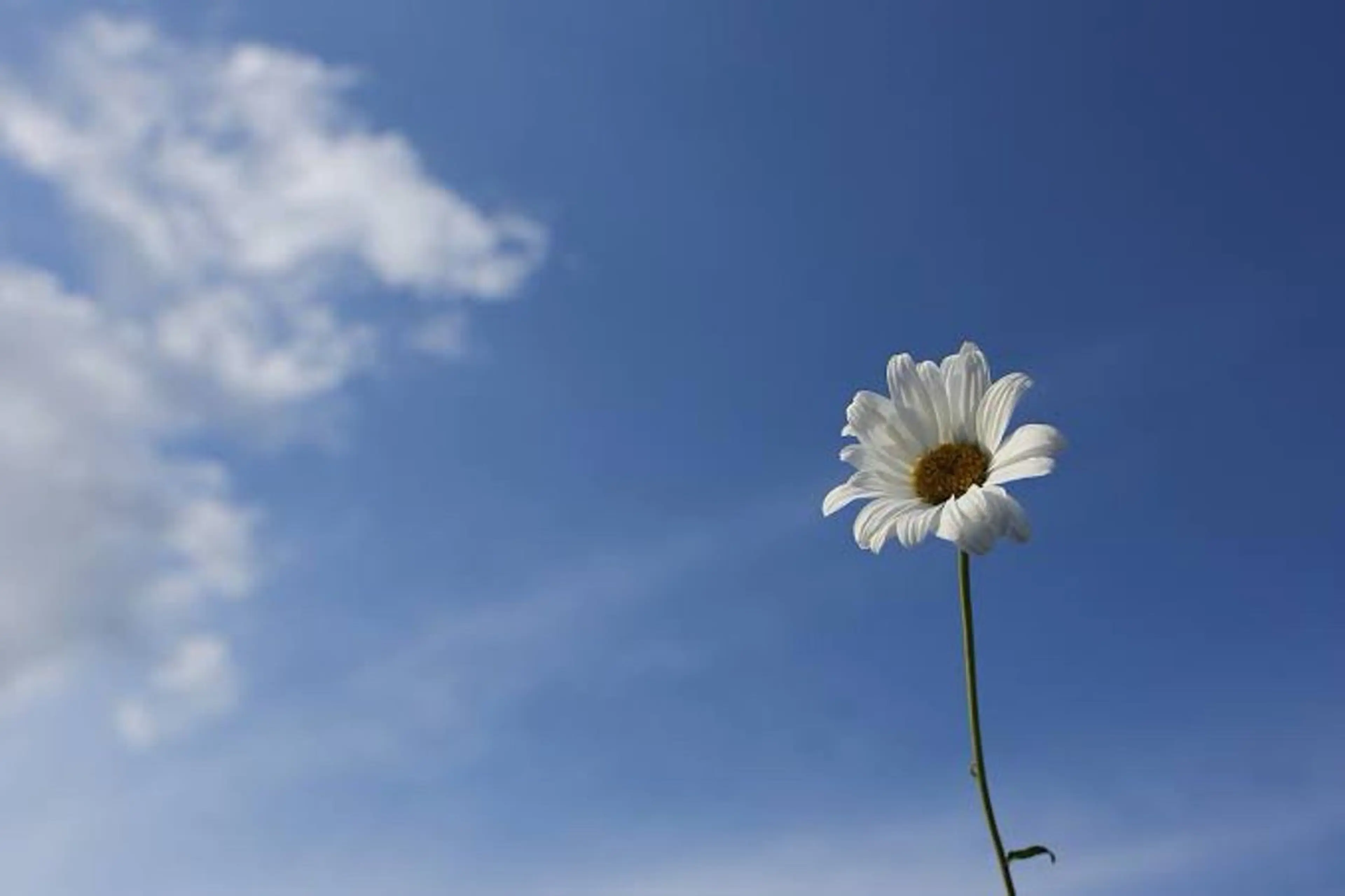🌼二本柳 🌼のヘアスタイル