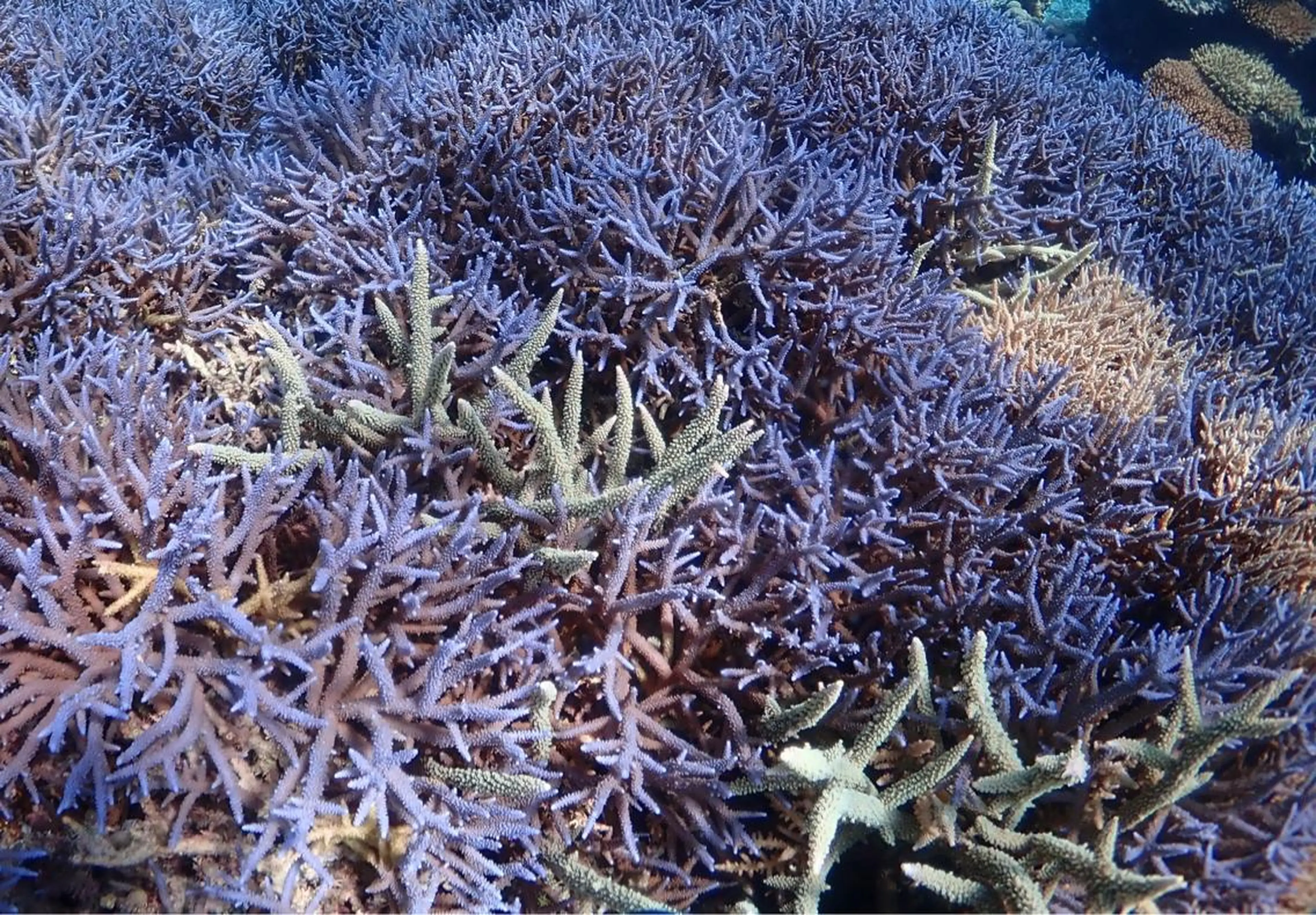 マツエク・マツパ SATO KANAMI💘のマツエク・マツパデザイン