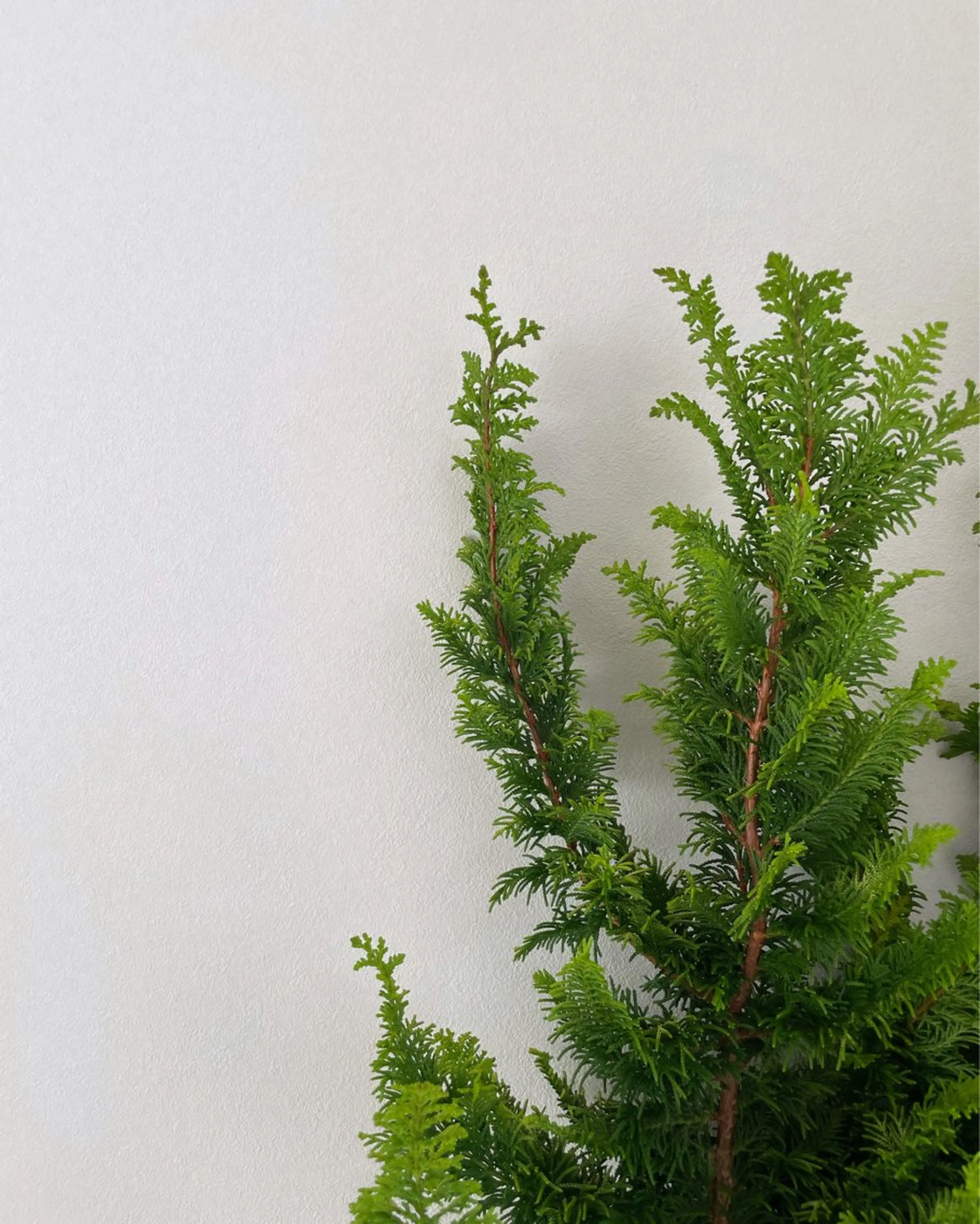 マツエク・マツパ マツパ eyan _kco 西宮/甲子園口のマツエク・マツパデザイン