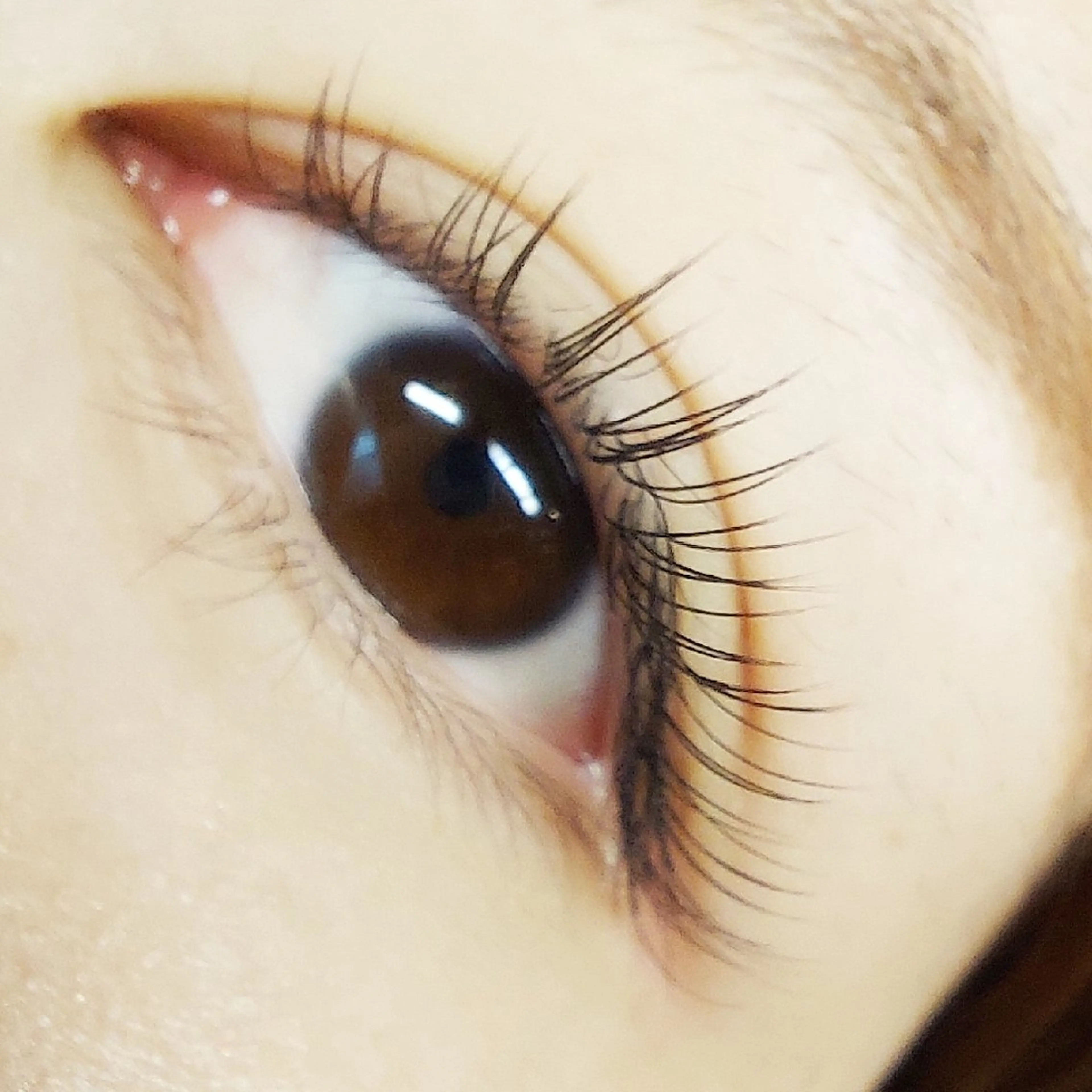 マツエク・マツパ マツエク U_la [ウーラ] 片岡の眉毛・アイブロウイメージ