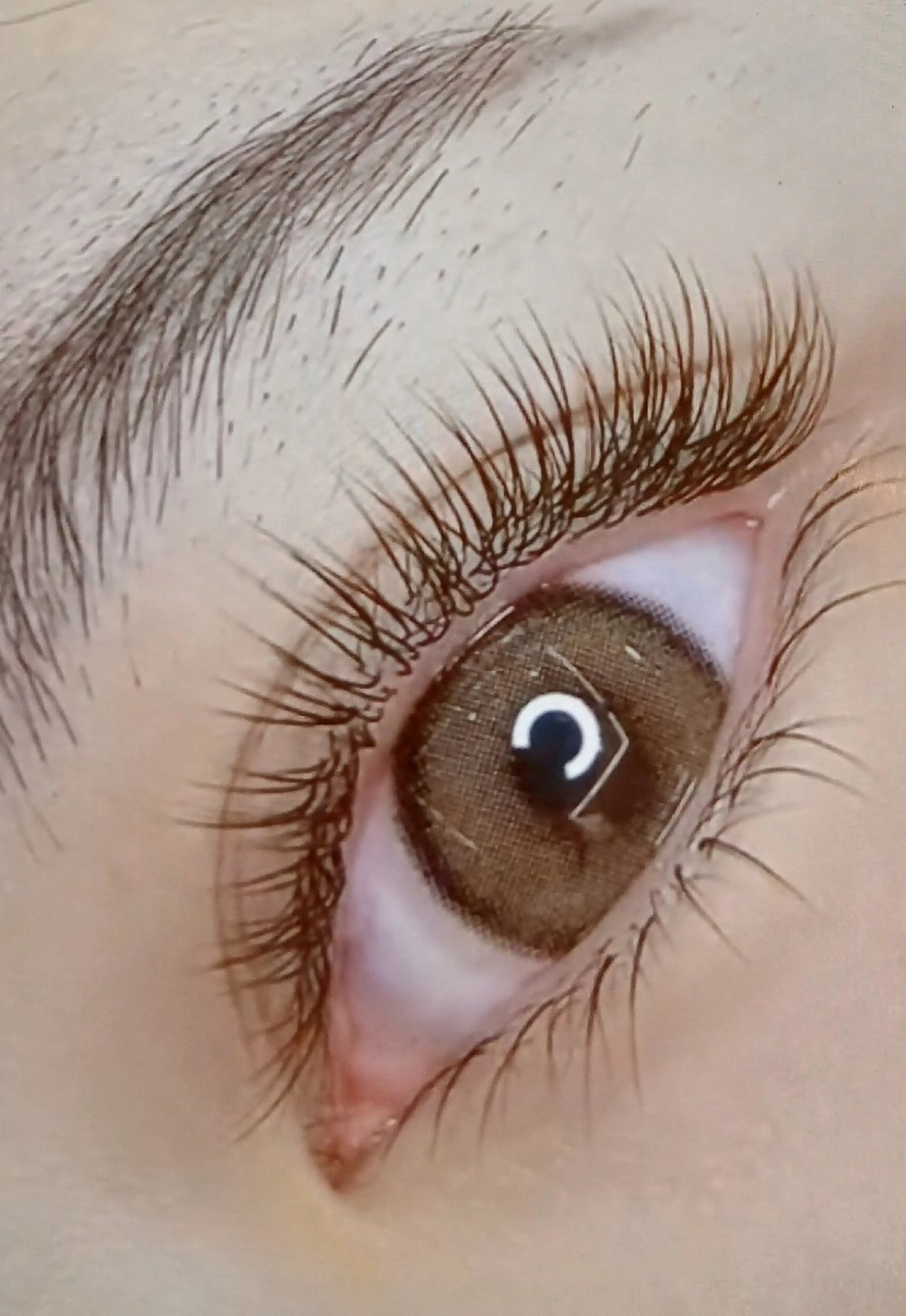 最新フラットラッシュ100本LED 3500(オフ+550)の写真