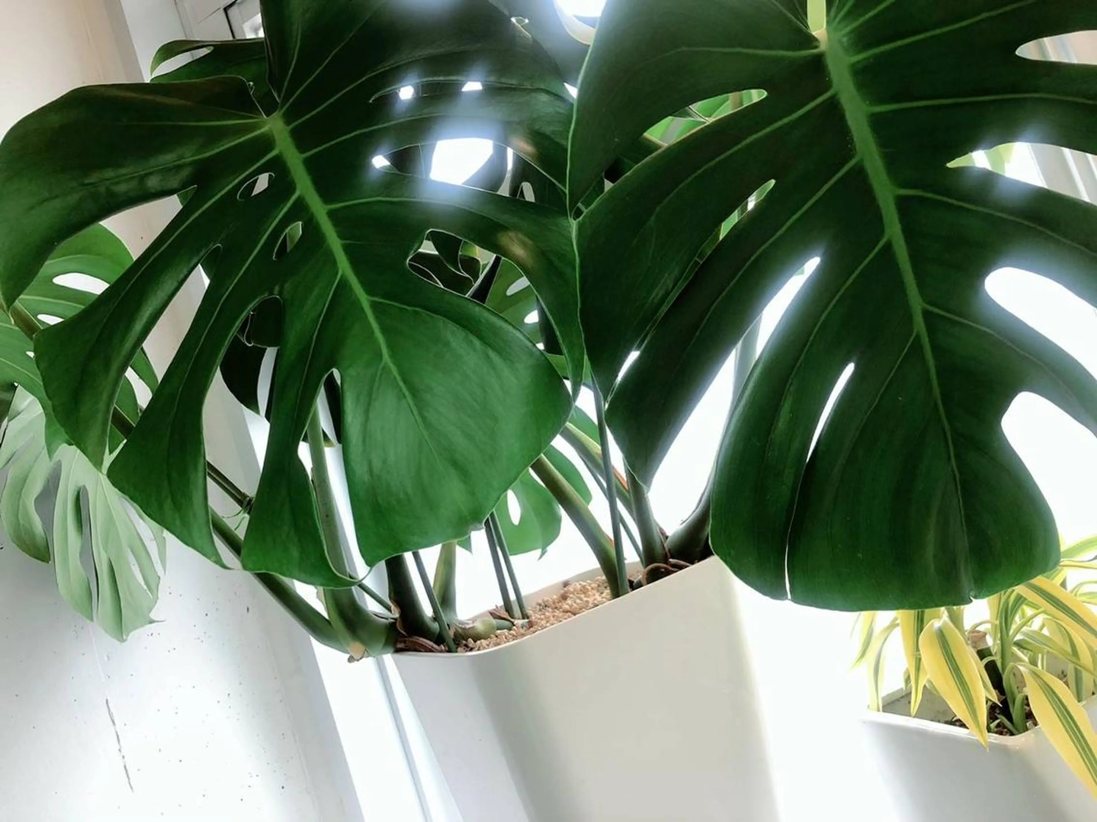 吉川 律子のマツエク・マツパデザイン