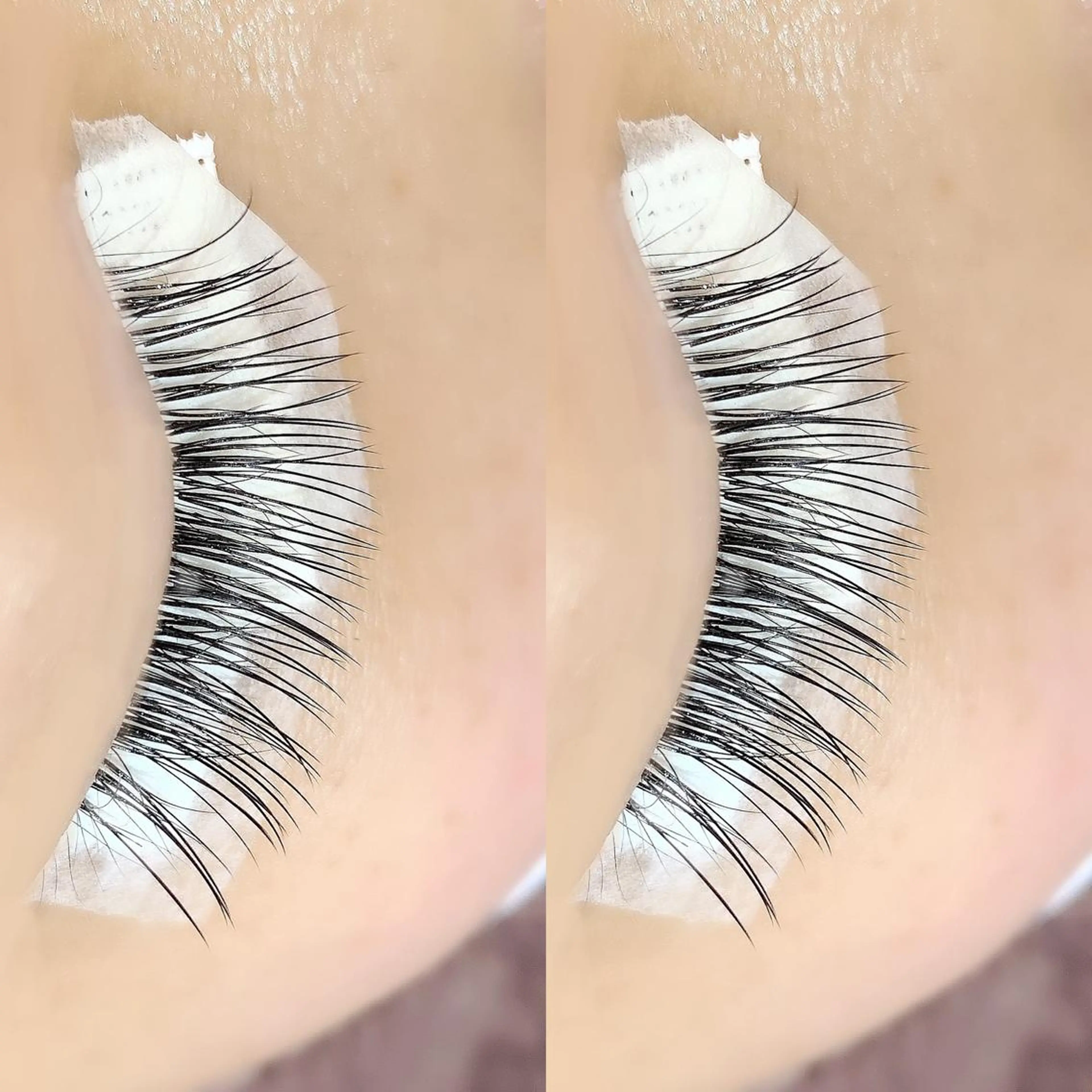 マツエク・マツパ Cカール セーブル セクシー アイラッシュリゾート　カハラ　立川所属・🦎kahala なや🦎のマツエク・マツパデザイン