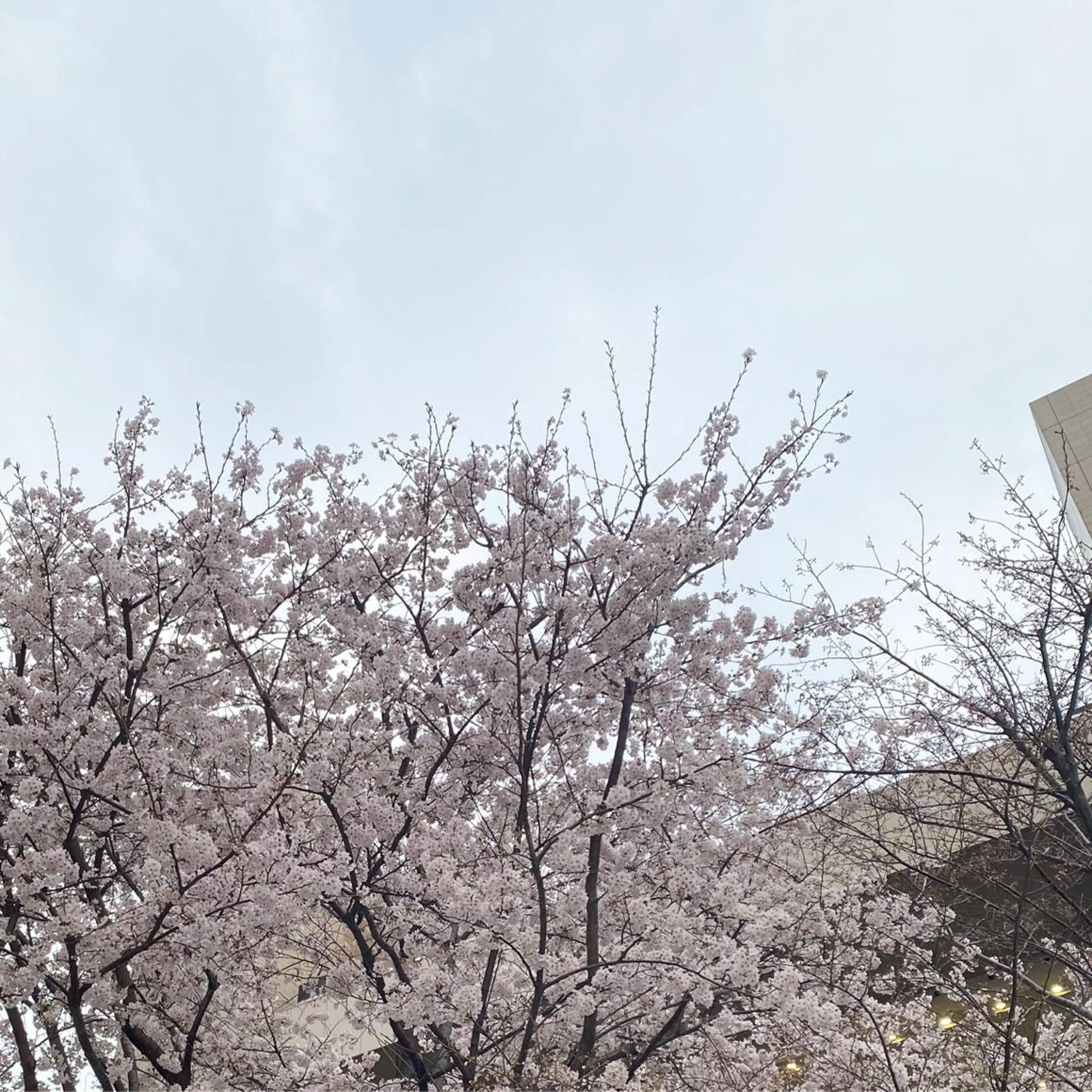 moon 梶本のマツエク・マツパデザイン