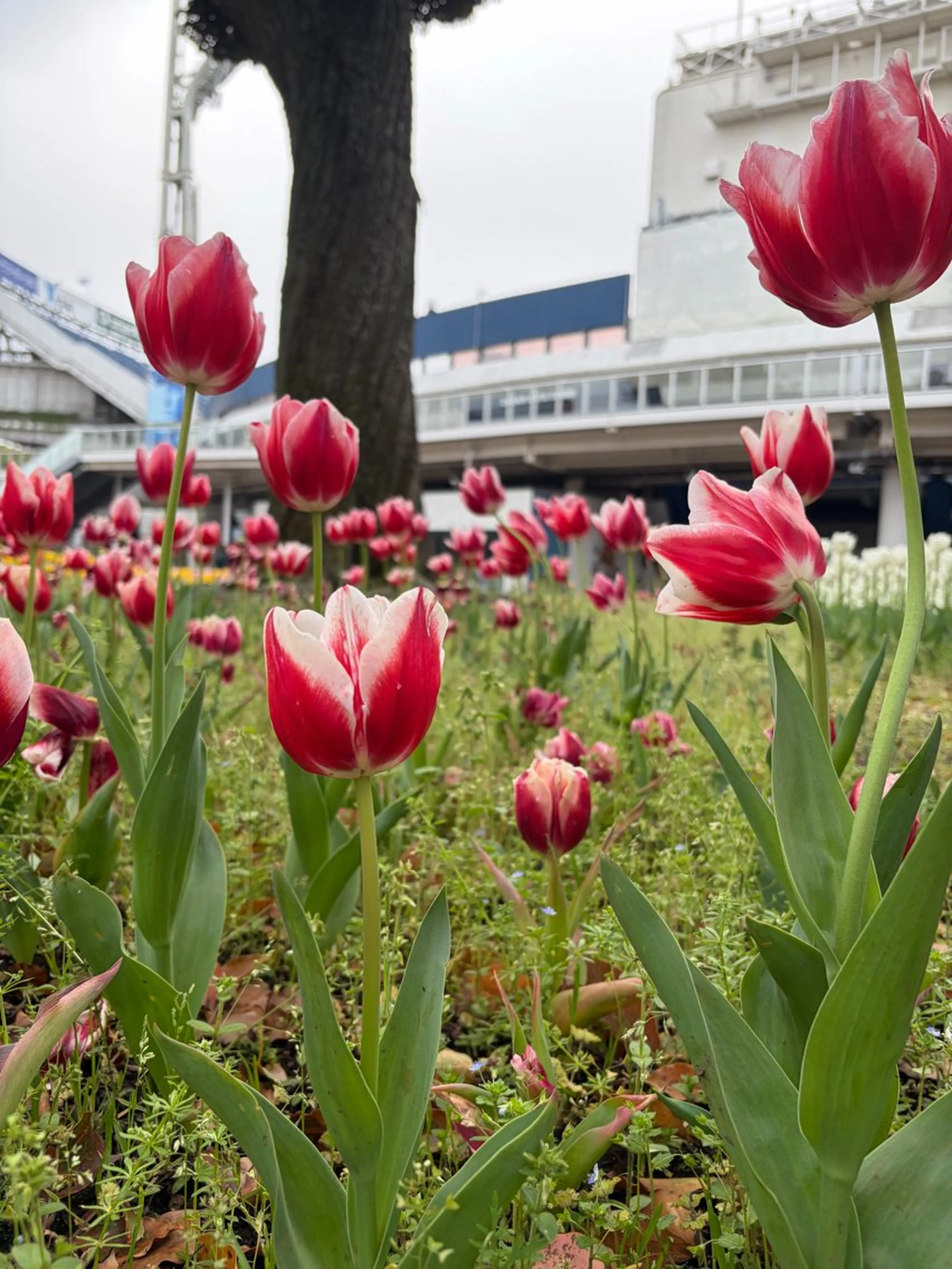 中村 芽衣那のヘアスタイル