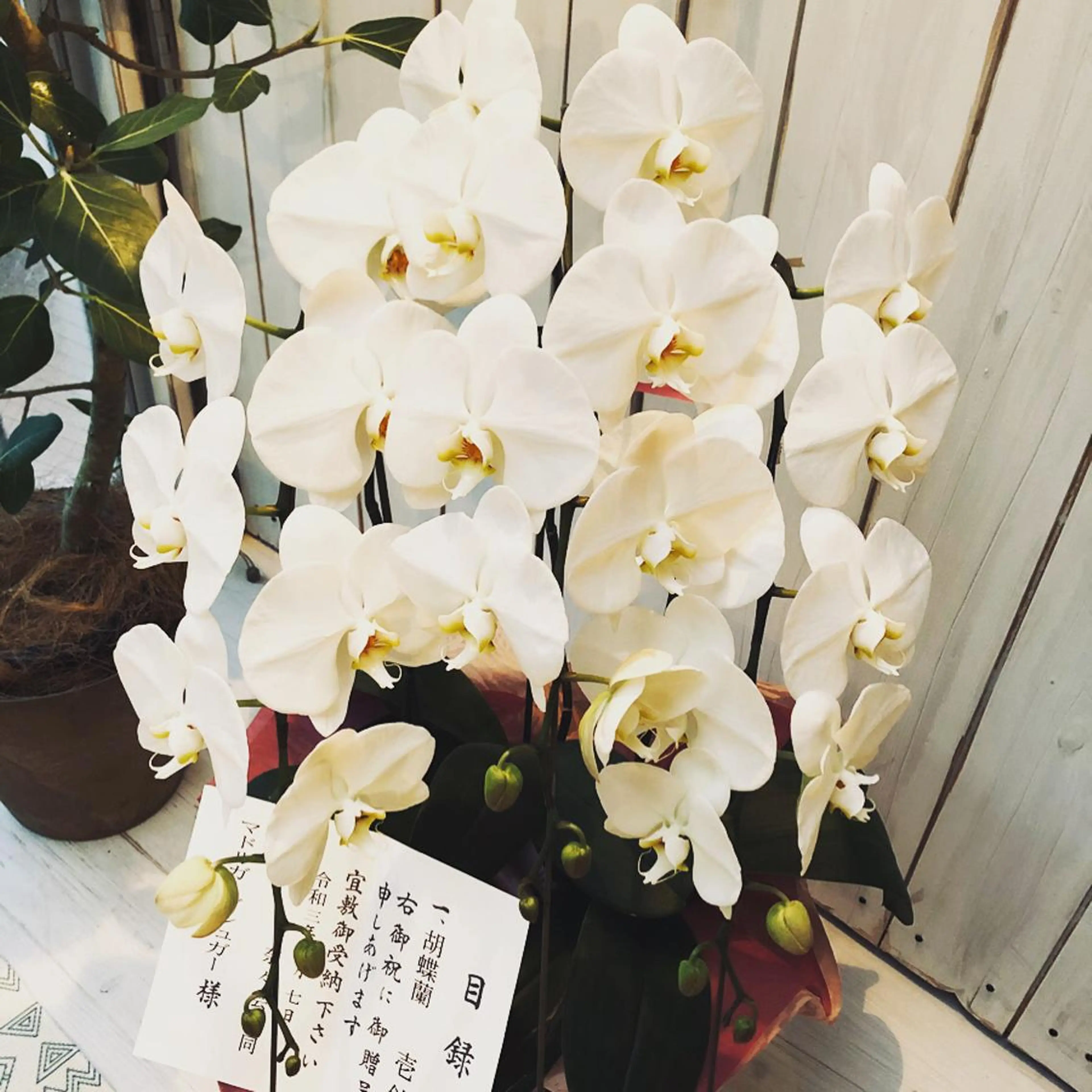 【日本シュガーリング協会認定】 MADRUGADA Sugar所属・名古屋シュガーリング 専門サロン NANAのエステ・リラクイメージ