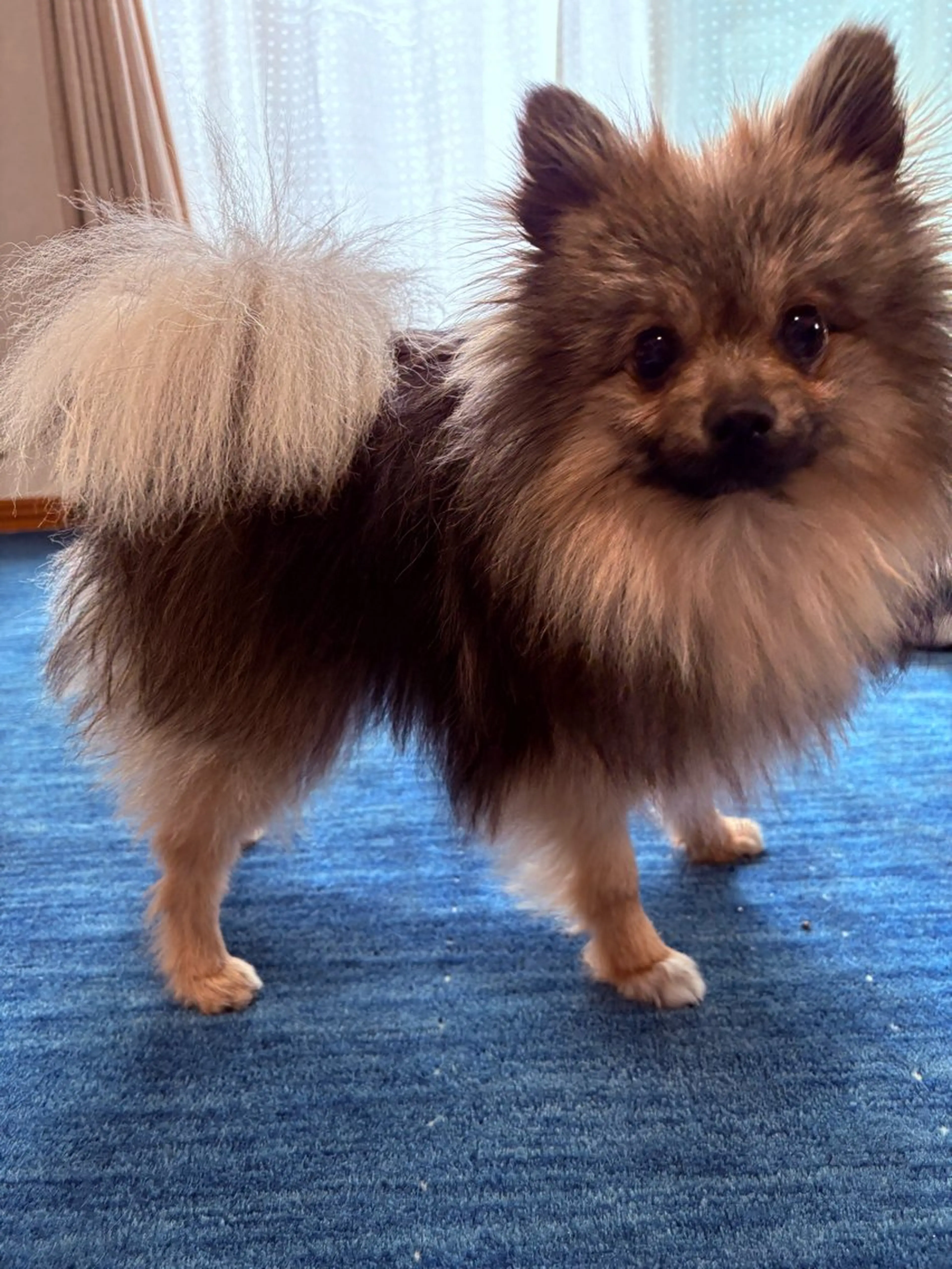 出張リラク/ペット 空 -sora-のエステ・リラクイメージ