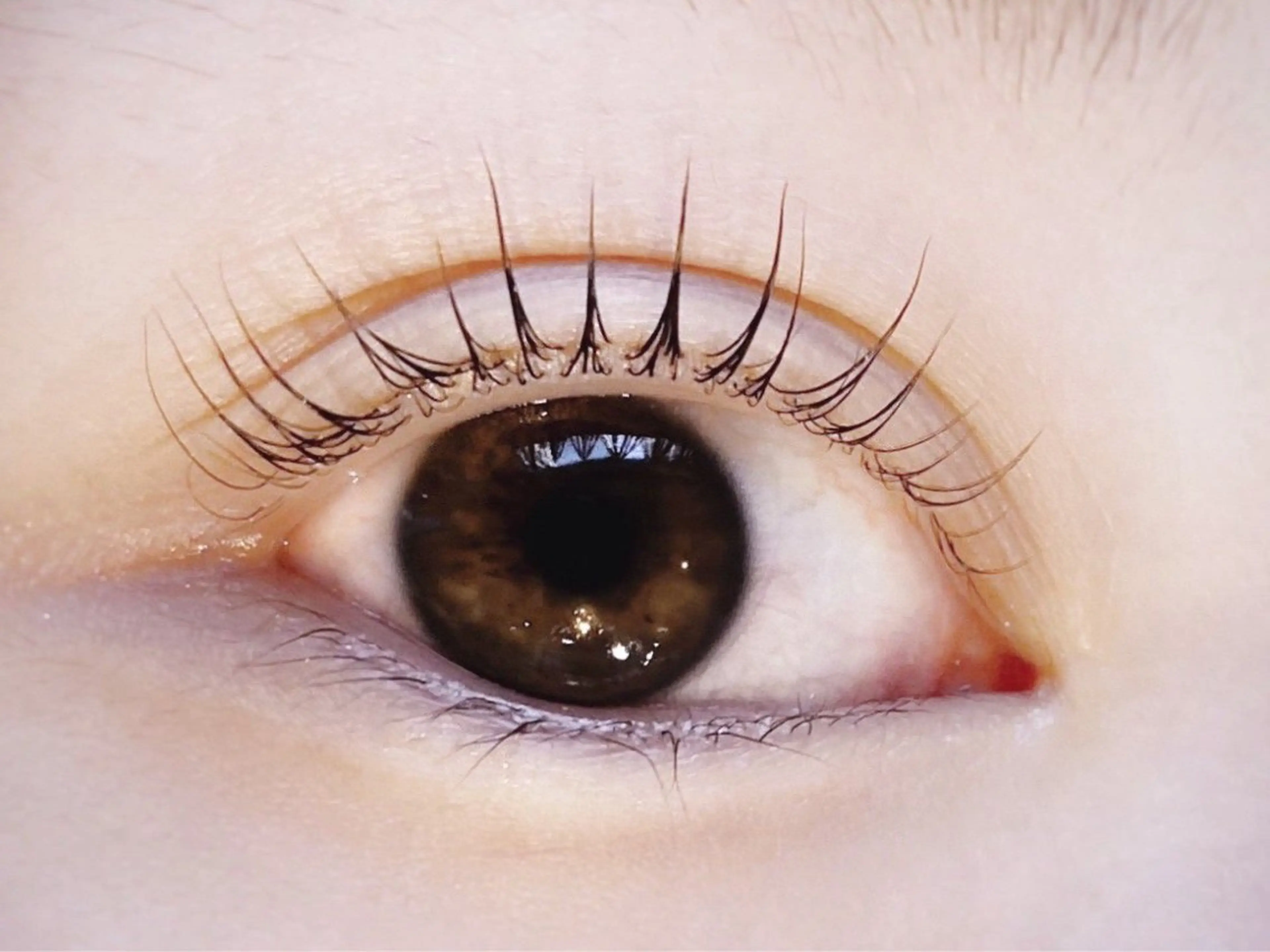 ご新規様2回目まで⭐️パリジェンヌorラッシュリフトの写真