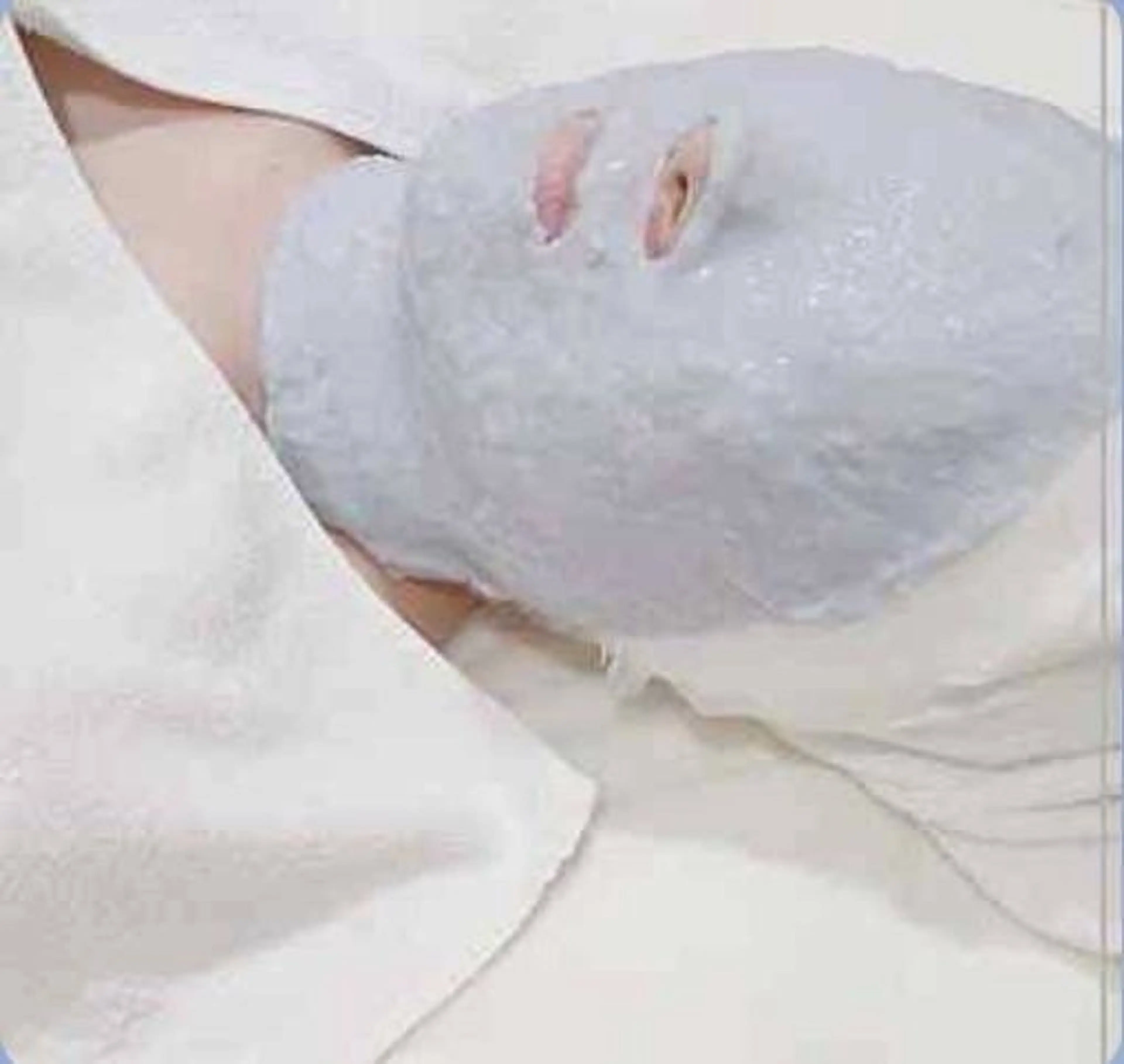 ✴️今こそ始める！春夏の本気美白ケア💪フェイシャル・デコルテエステ《透明感＆ハリ》の写真