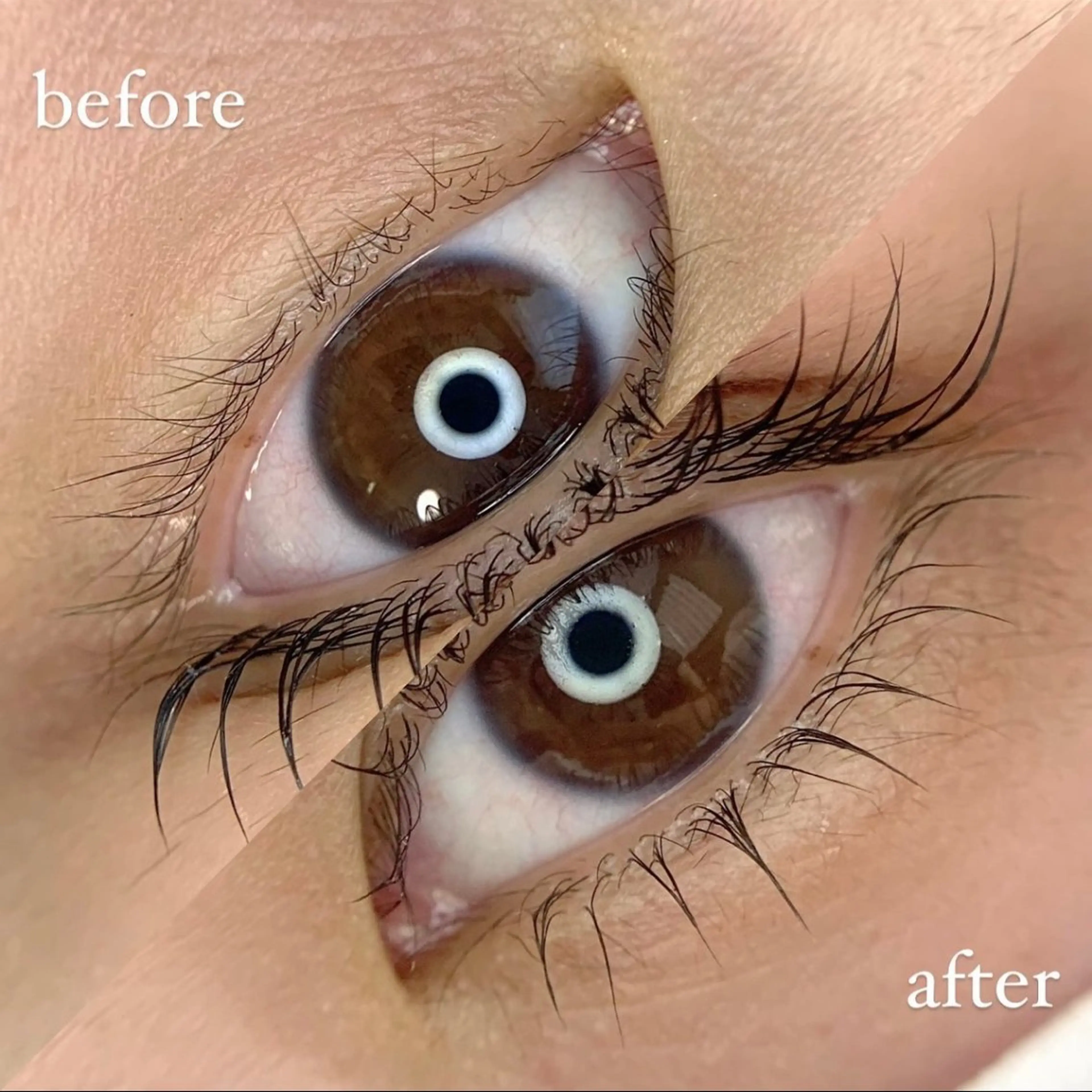 äžãŸã€æ¯ ã©ãã·ã¥ãªããã®åç