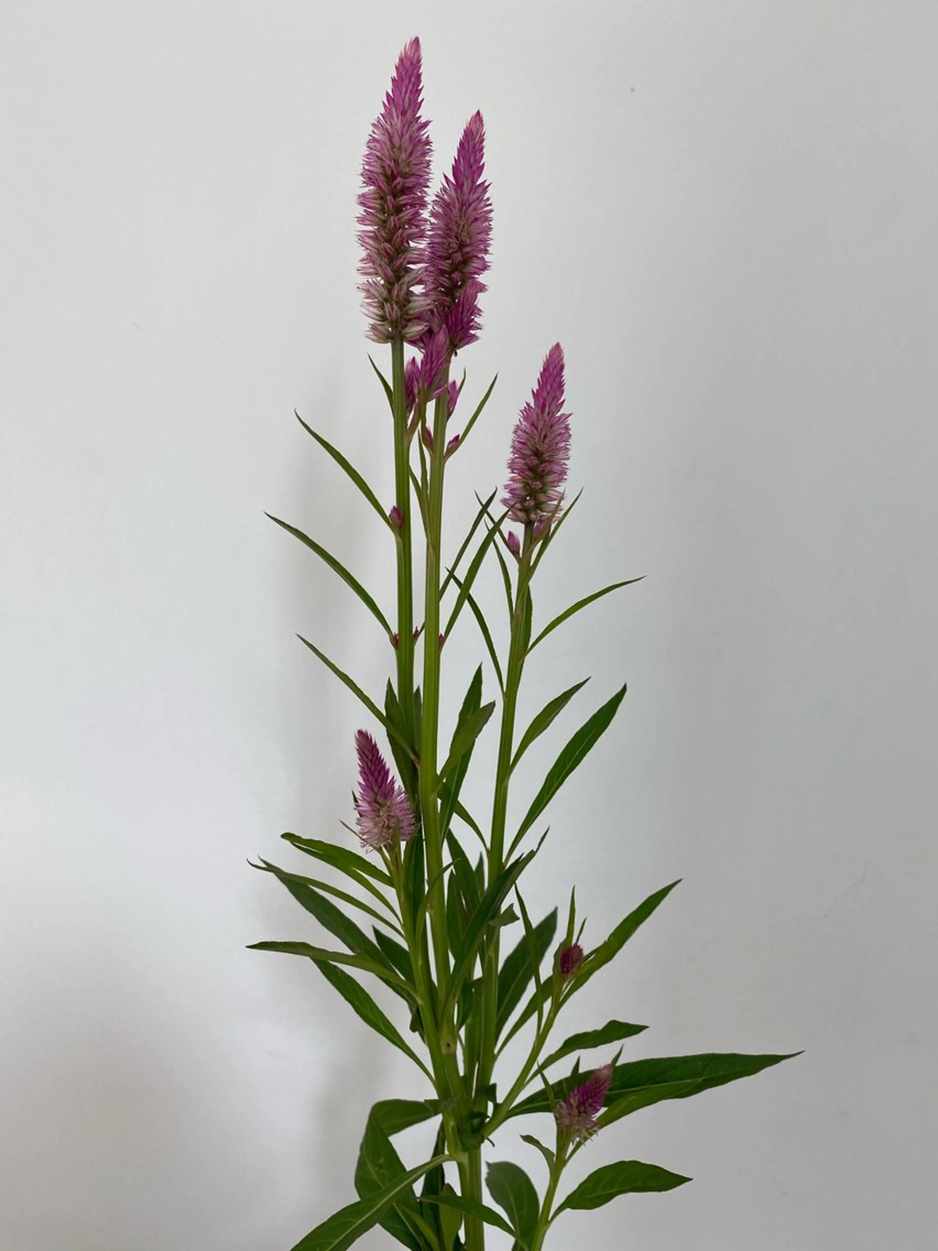 カット ヘアカラー トリートメント 🌻花屋併設🌻濱 幸帆のヘアスタイル