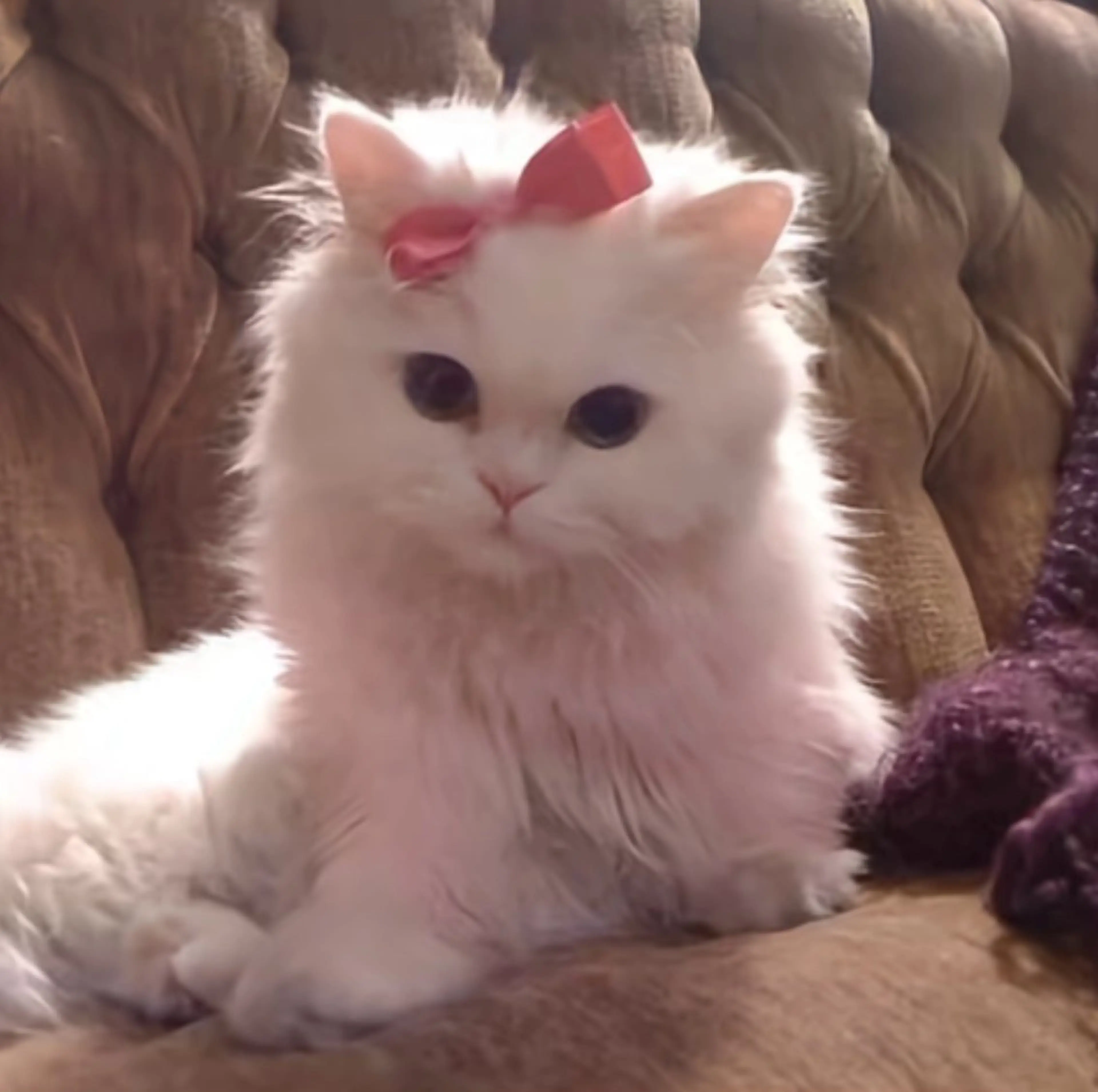 マツエク・マツパ マツパ kaho ⟡ 横浜のマツエク・マツパデザイン