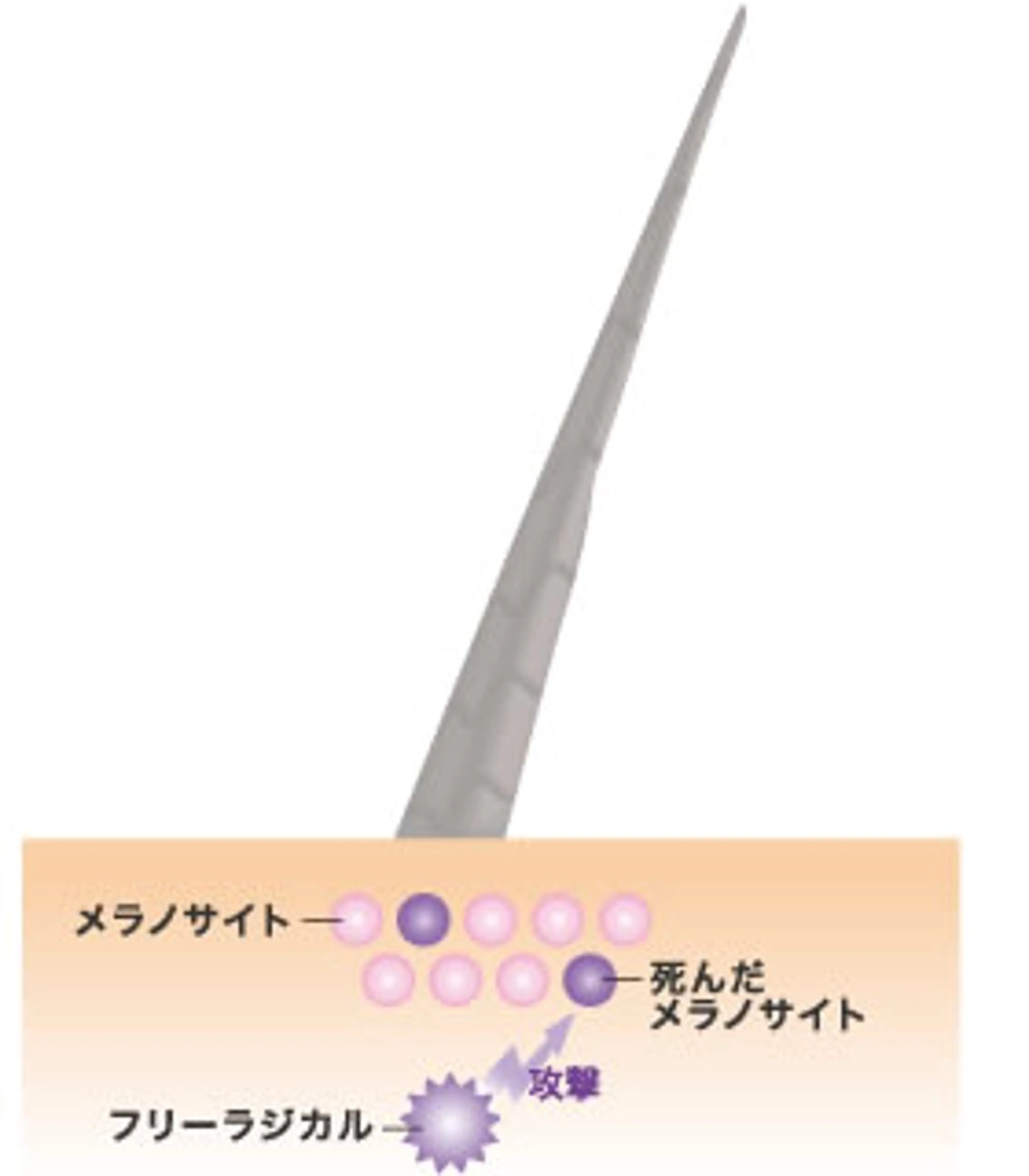 カラー ヘアカラー トリートメント ARC  ginza所属・お母さんの白髪対策 ・白髪染め/松田直敏のヘアスタイル