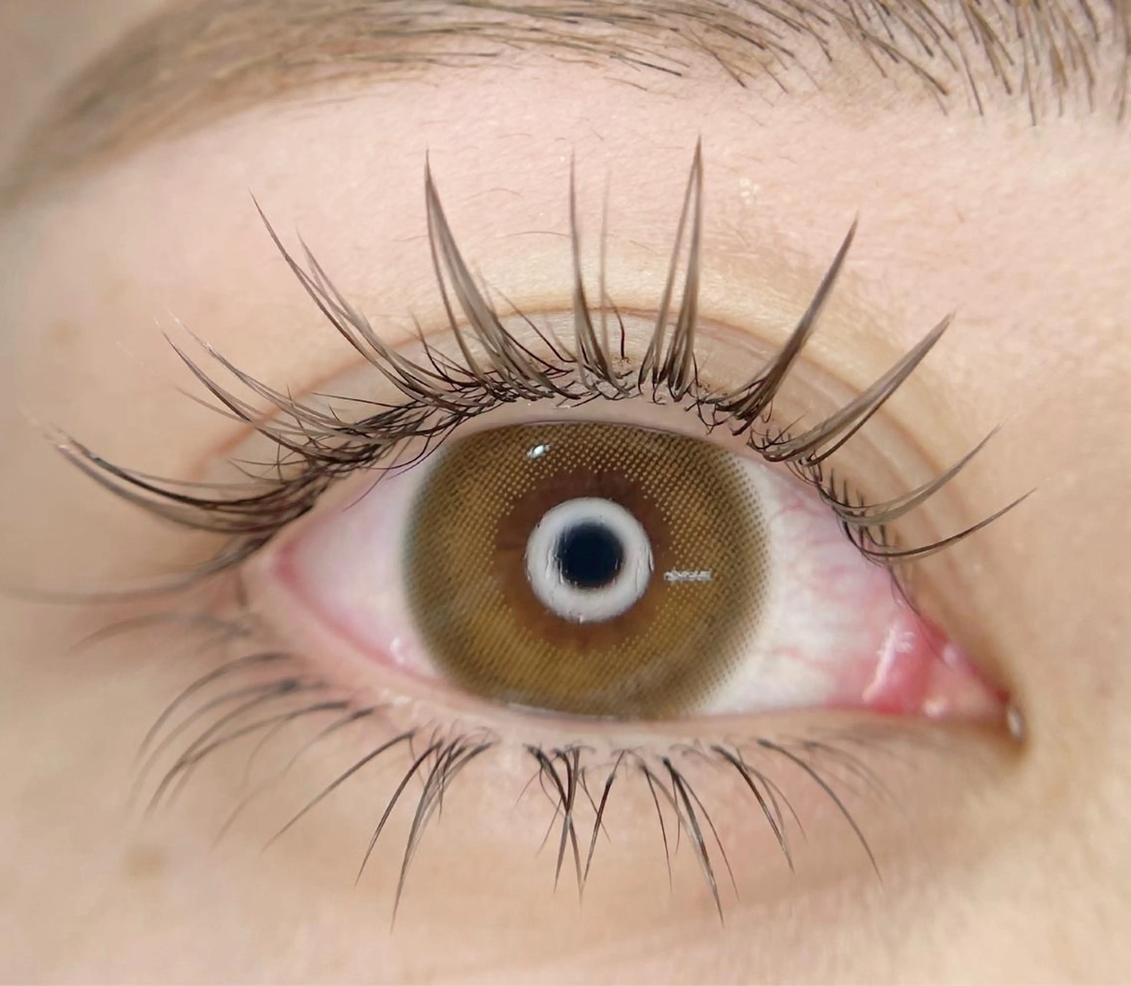 Brown Color Flat Matte Lash 🌿 100本の写真