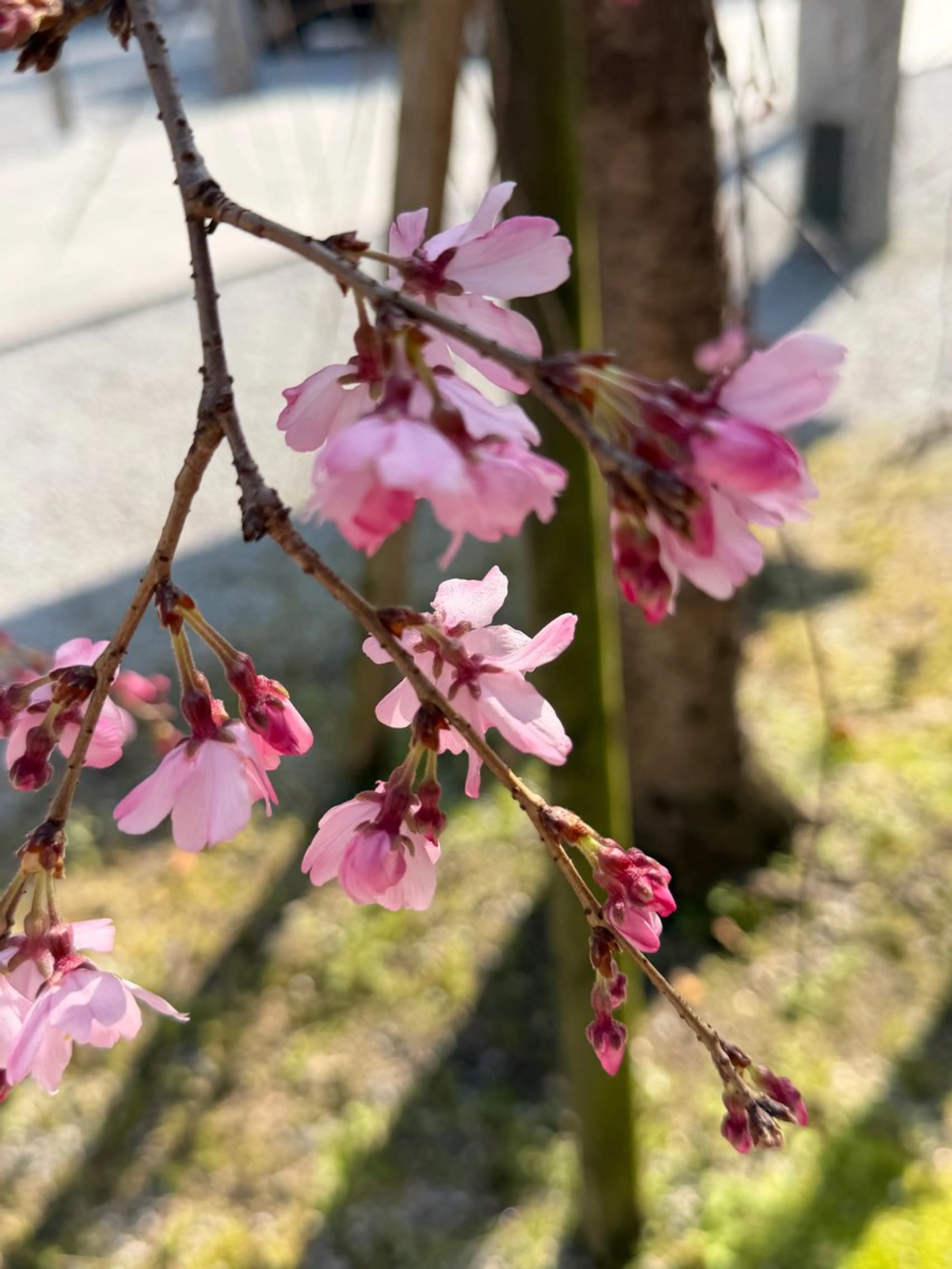 nailsalon ∞ ﾐｶﾅﾙ ∞のネイルデザイン