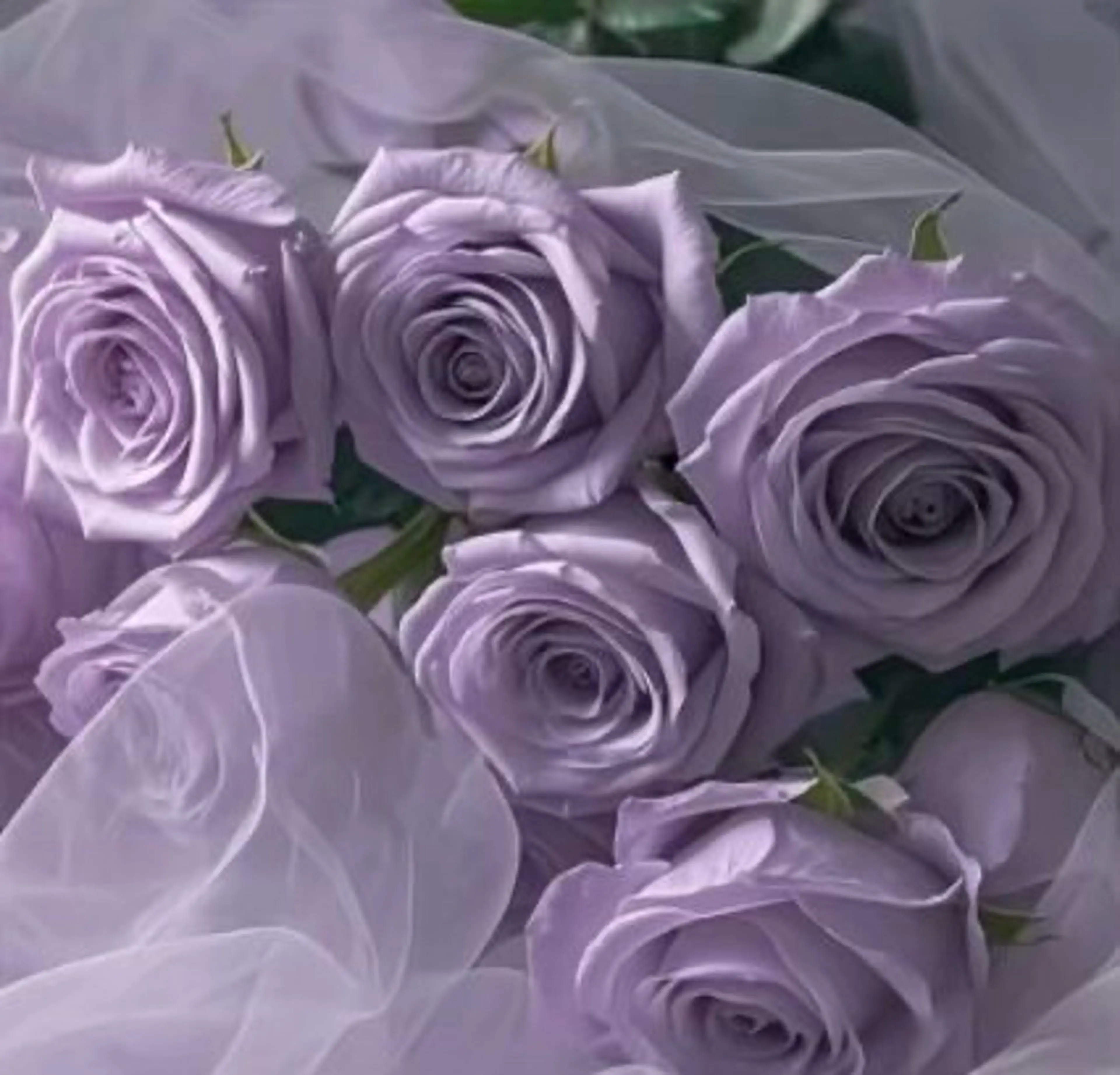 SSINSTUDIO 𝑴𝒊𝒉𝒐🦋のその他イメージ