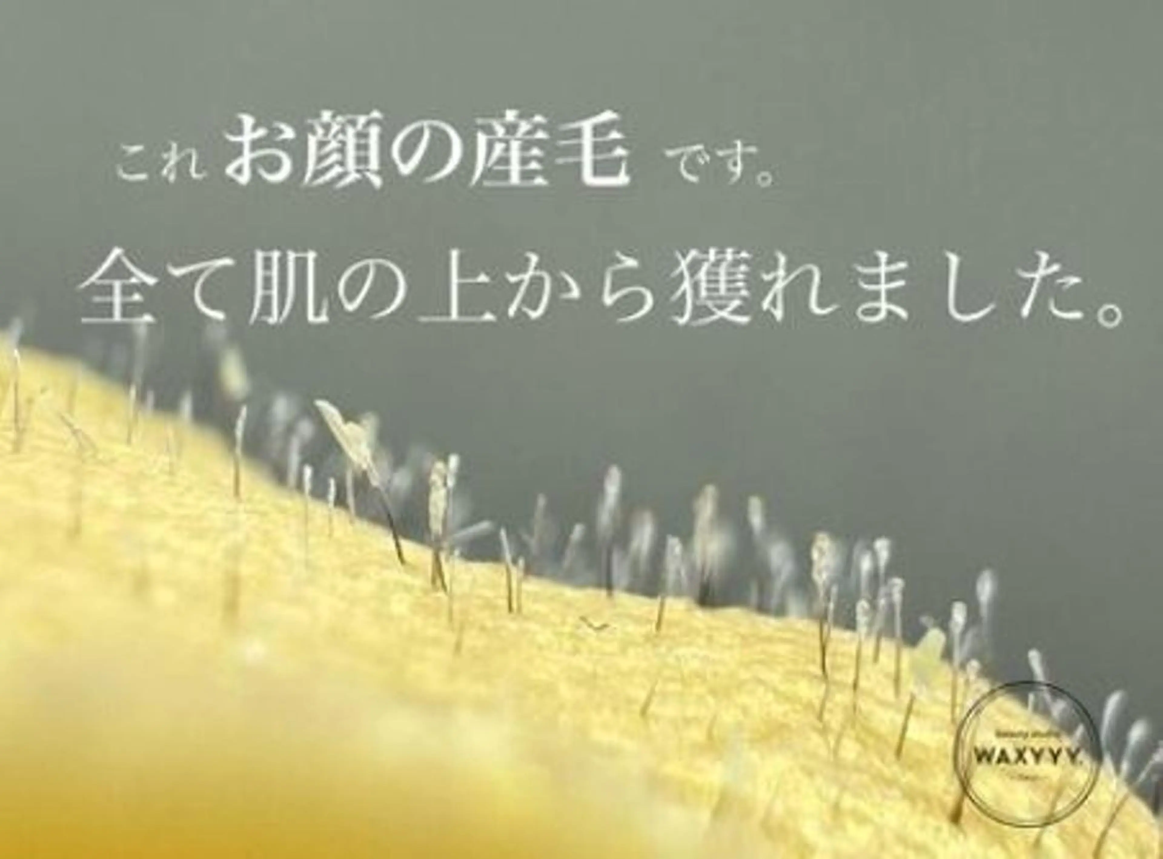 WAXYYY. Yukaのマツエク・マツパデザイン