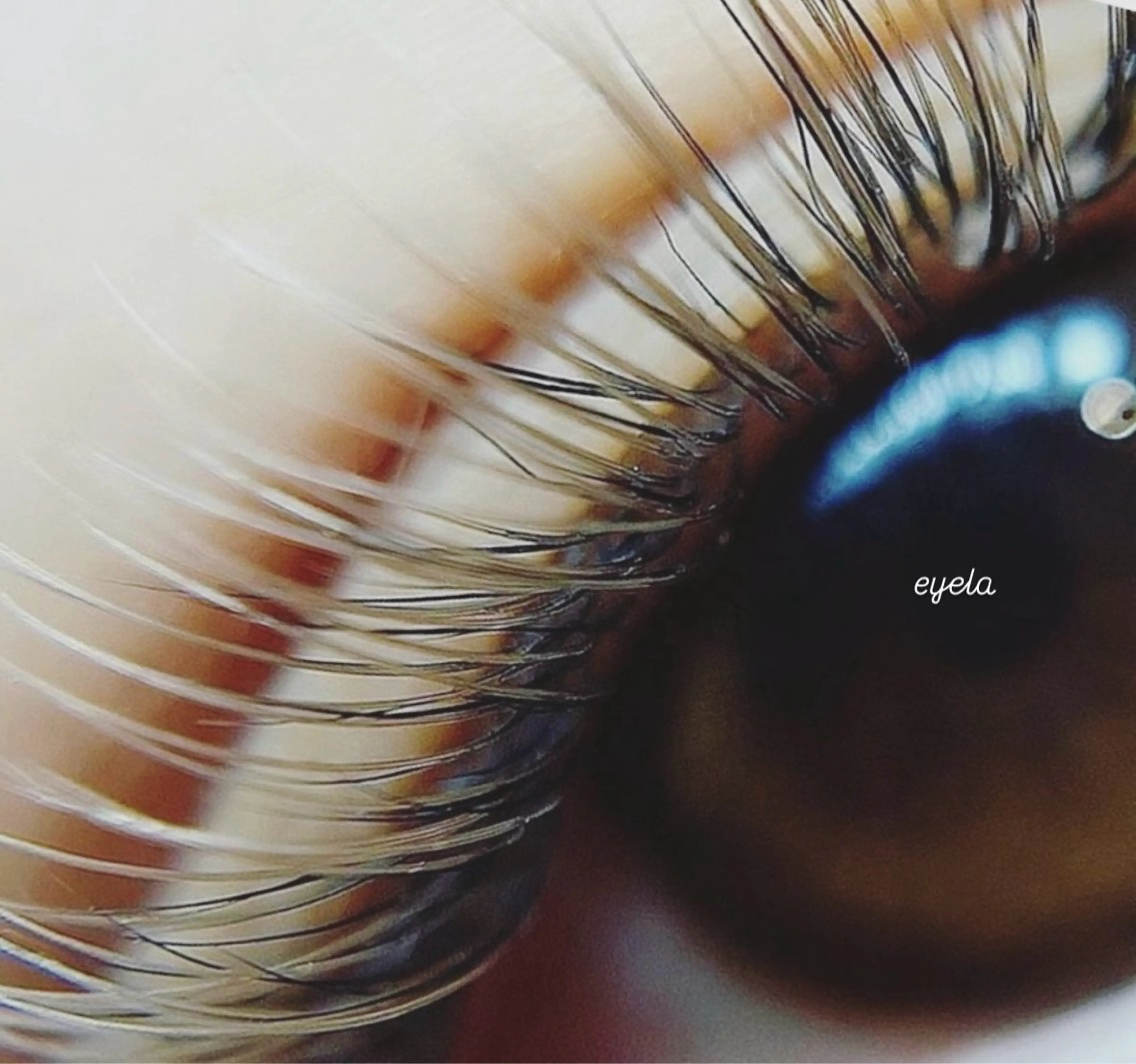 マツエク・マツパ EYELA高田馬場 matsushitaのマツエク・マツパデザイン