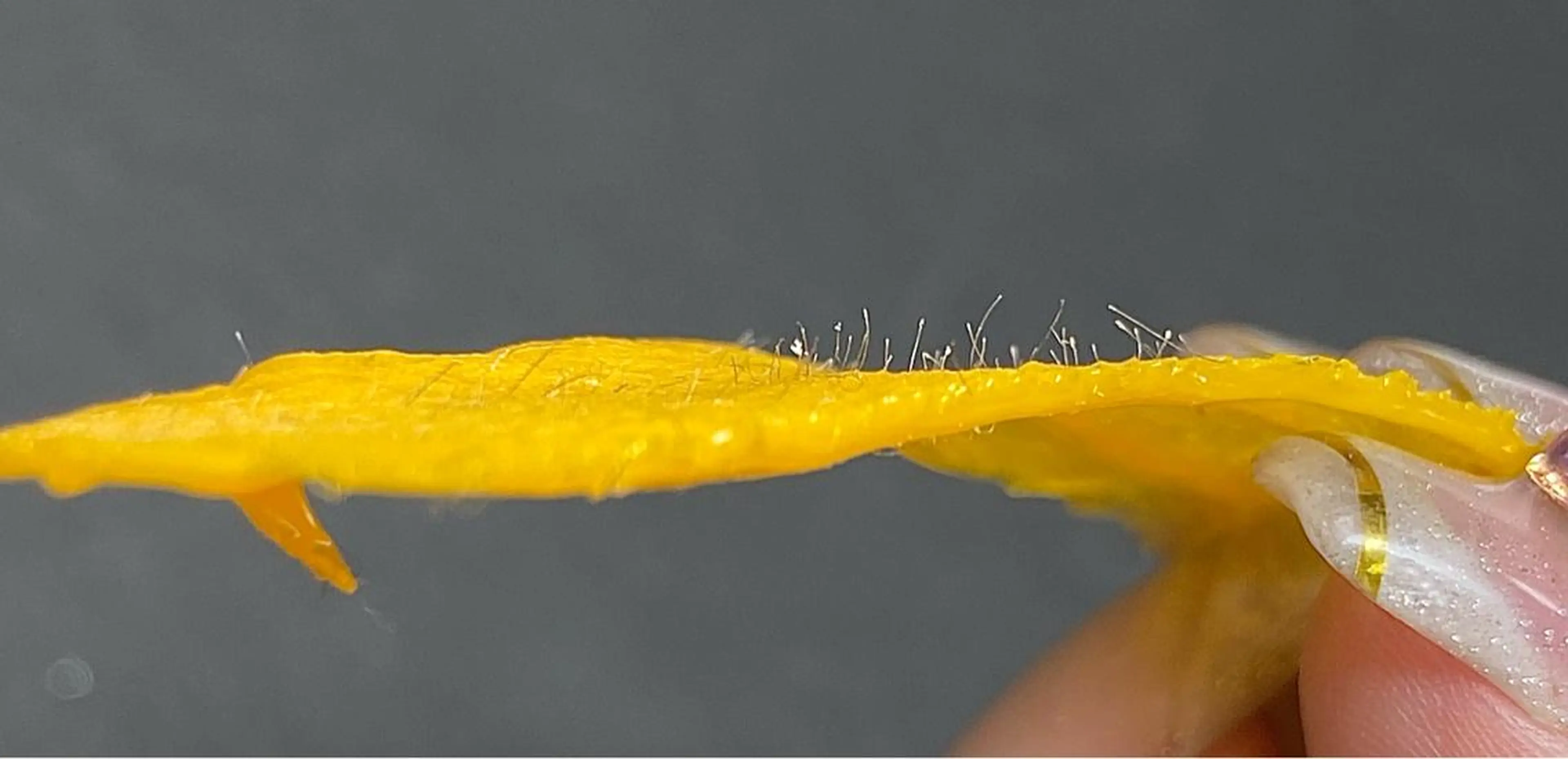 脱毛 JILL sa-yaのネイルデザイン