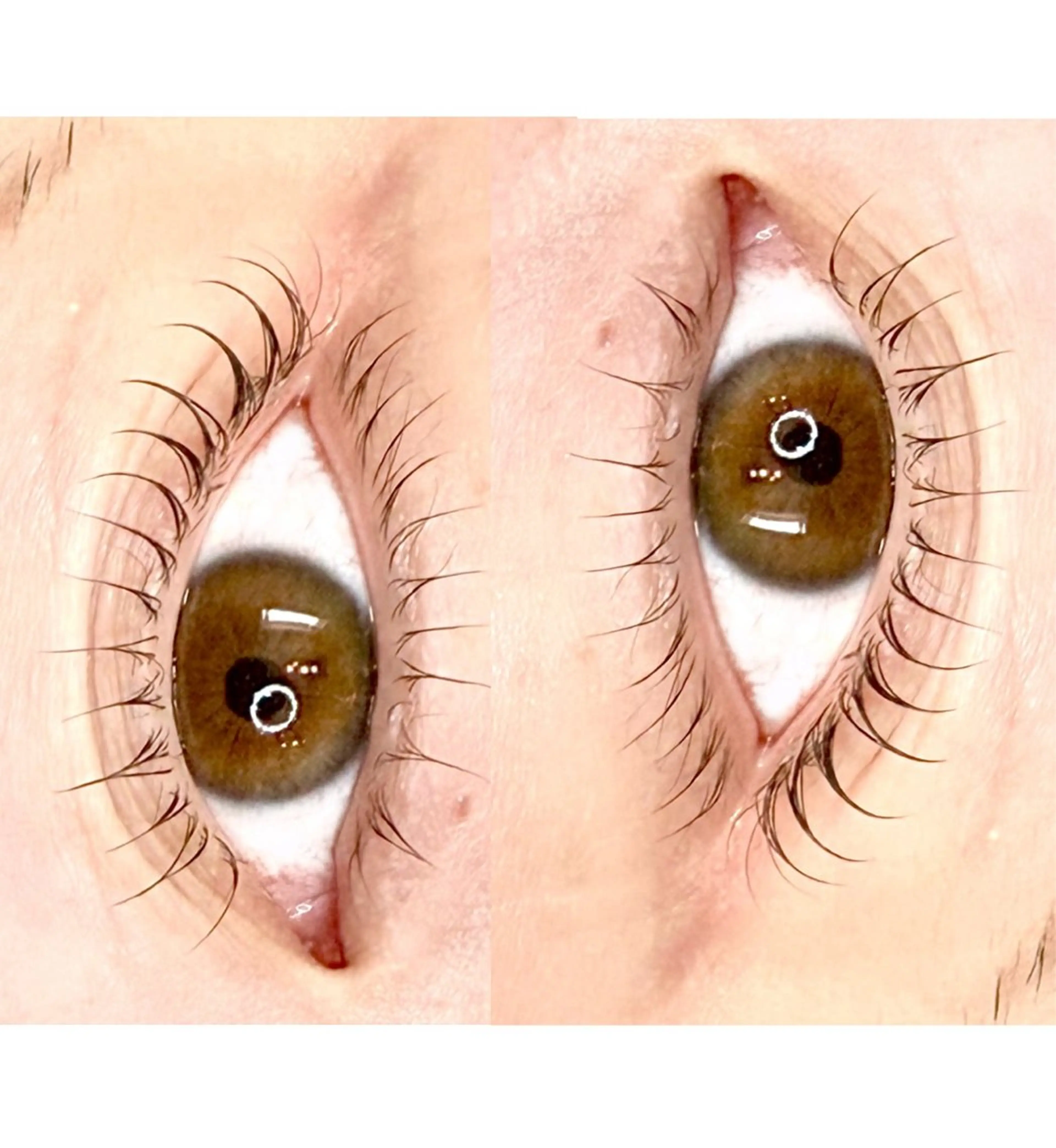 似合わせラッシュリフト（上下）モデル様価格の写真