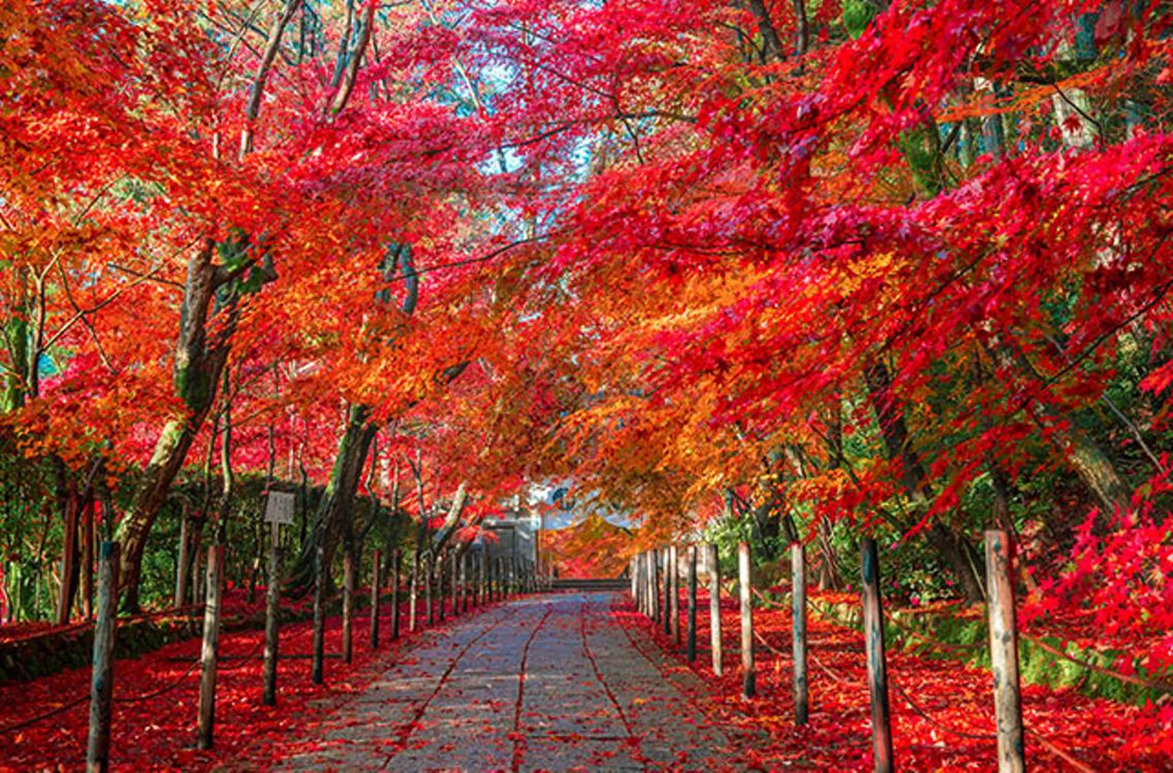 ショート カラー パーマ ヘアアレンジ メンズ キッズ ネイル マツエク・マツパ アイブロウ 学生（メンズ向け） 眉毛ワックス脱毛 学生 小顔カット 赤色 Chloe-クロエ- 脱毛/フェイシャルのエステ・リラクイメージ