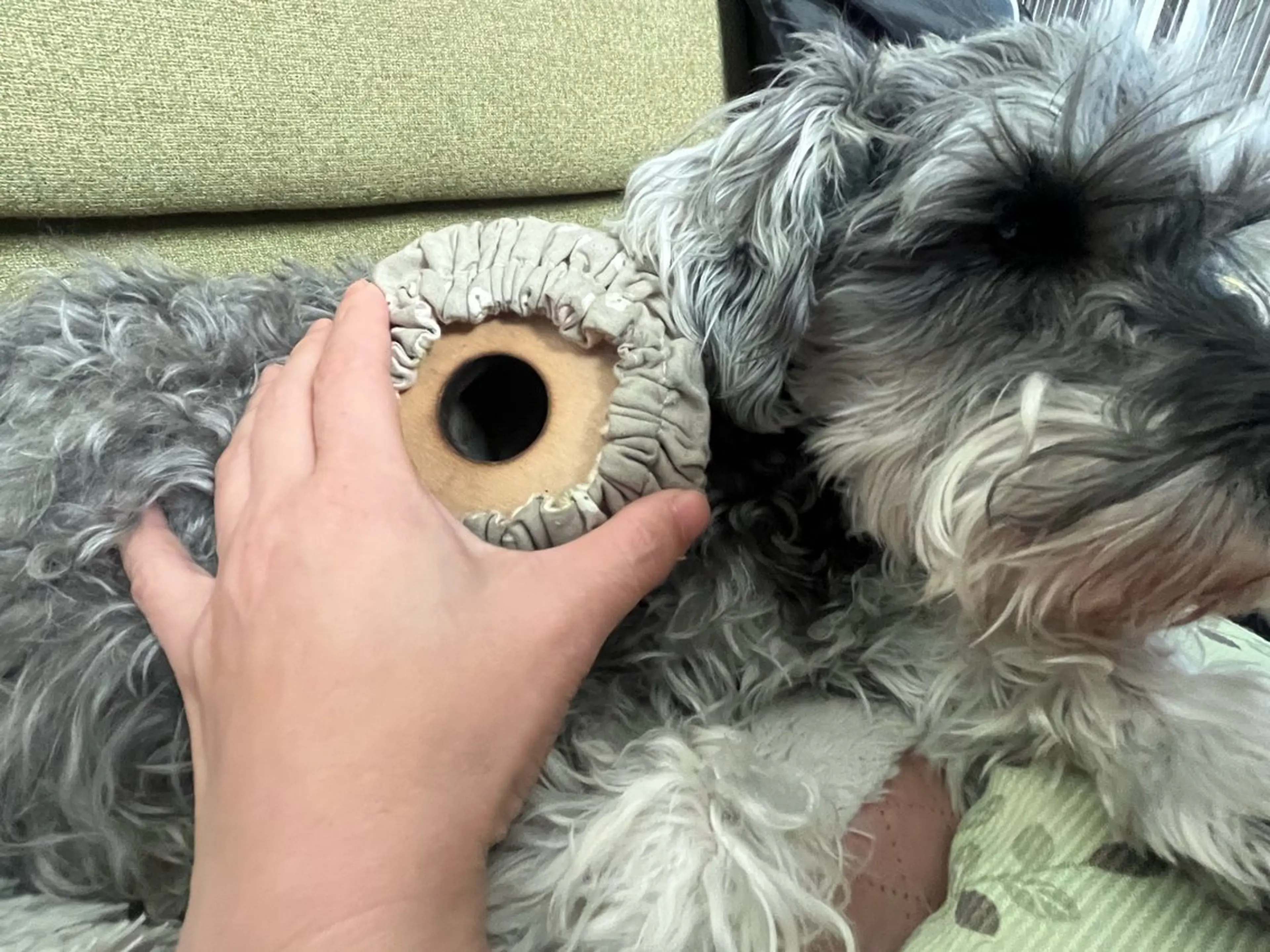 わんちゃんネコちゃんセラピーの写真