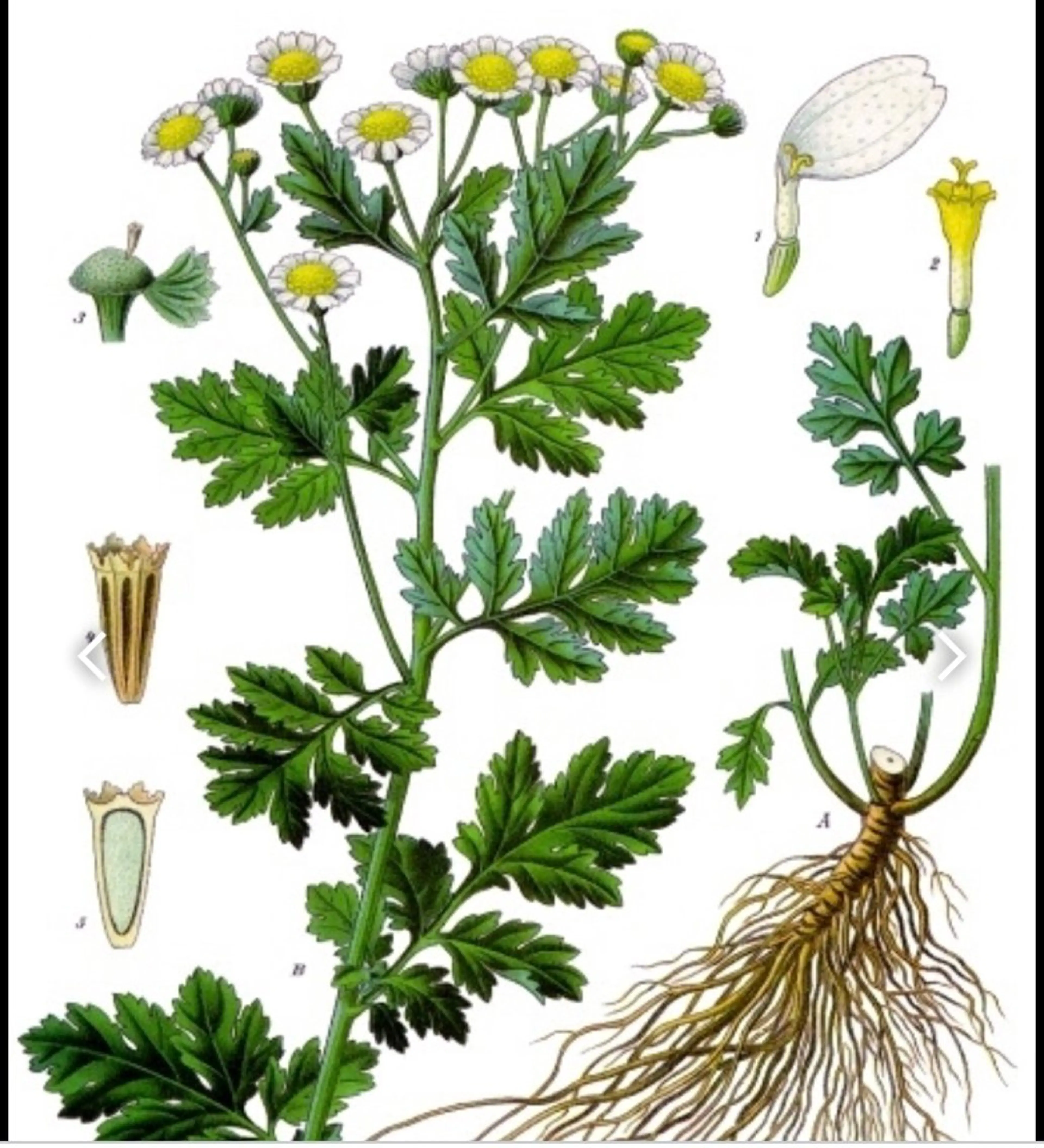 香りの家ローズマリー 🌿アロマリンパのエステ・リラクイメージ