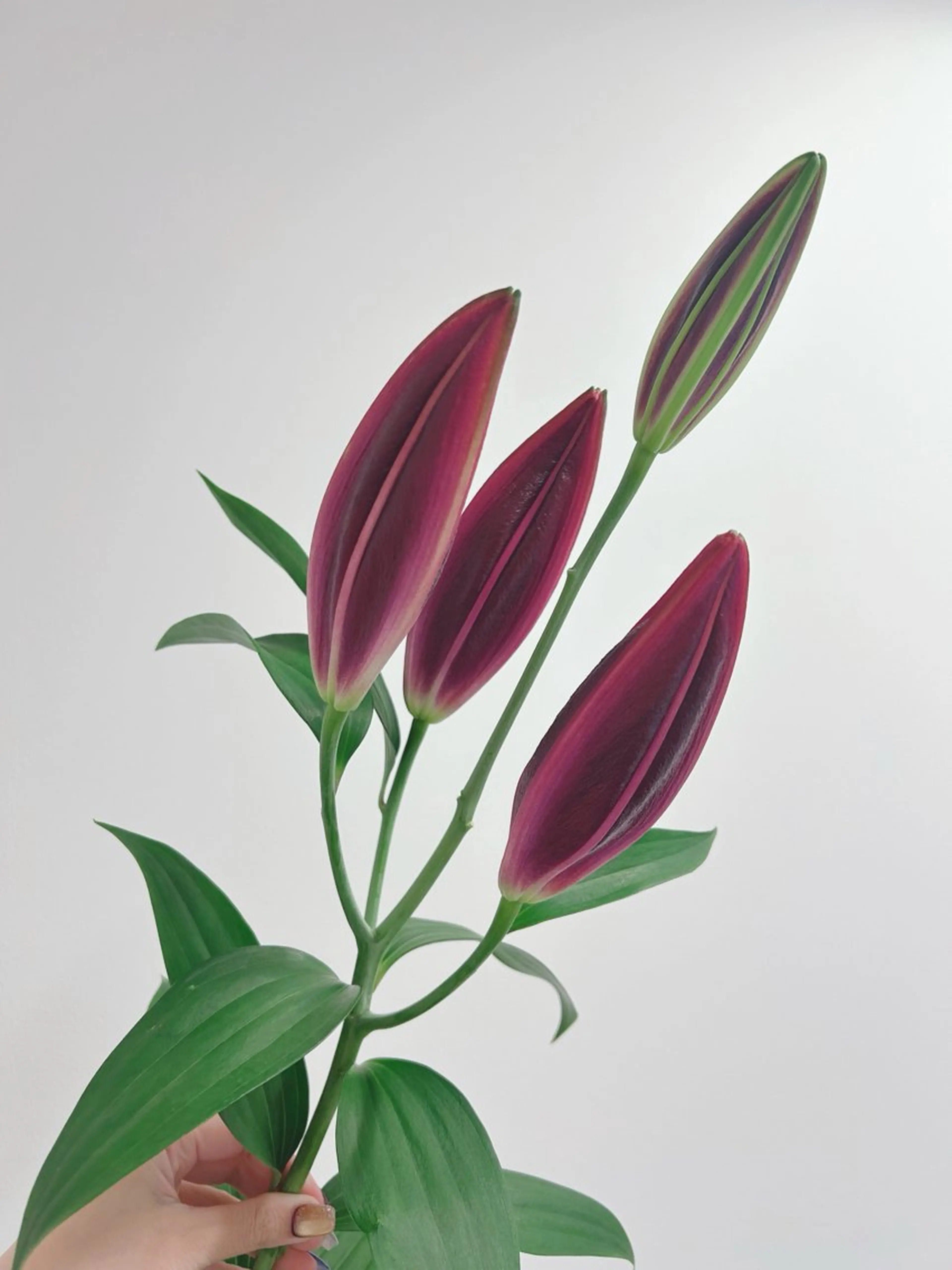 ネイル 透灯 TOUTOU所属・透灯 TOUTOU 🪄のネイルデザイン