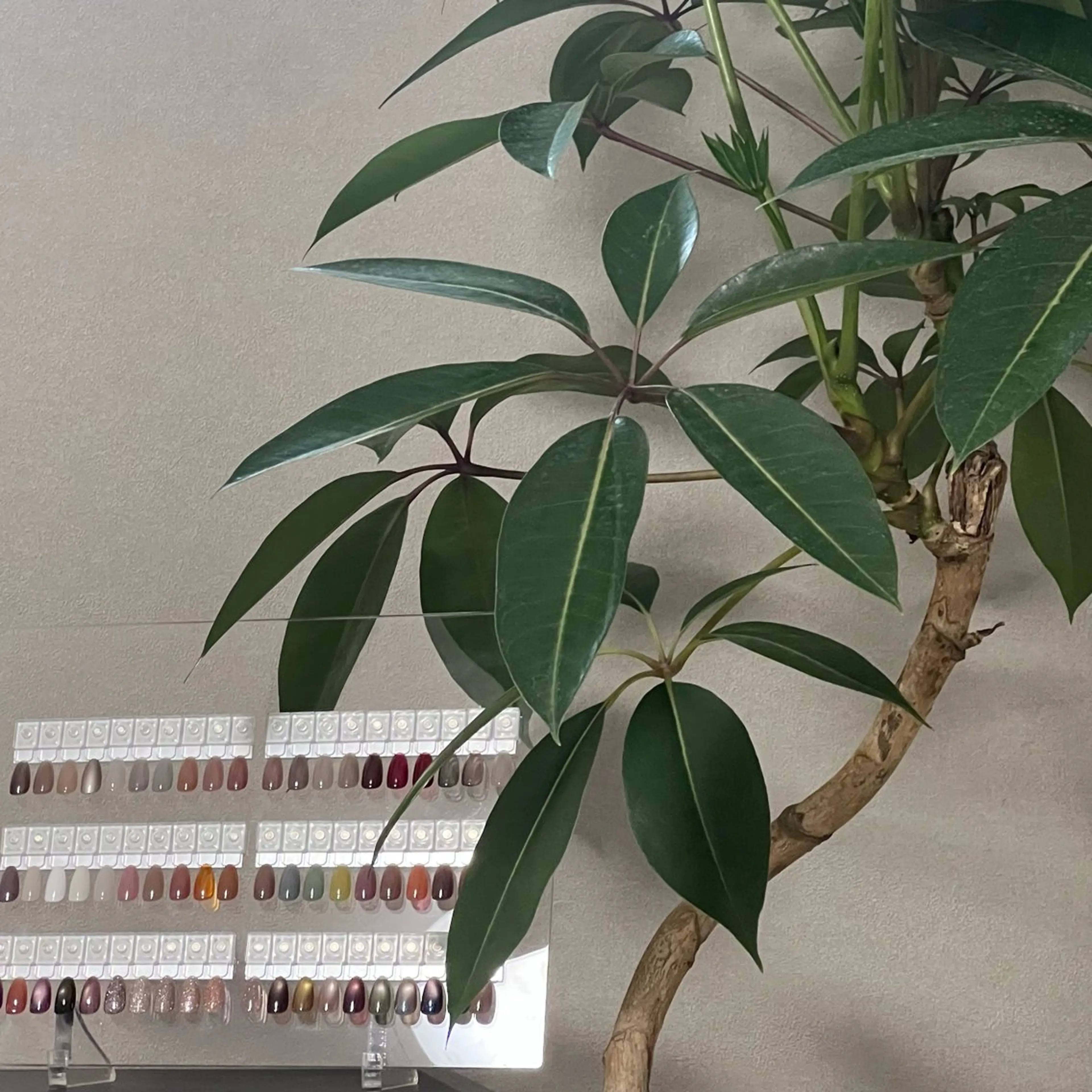 PRE OPEN 特別価格 全メニュー30%off ( ワンカラー )の写真