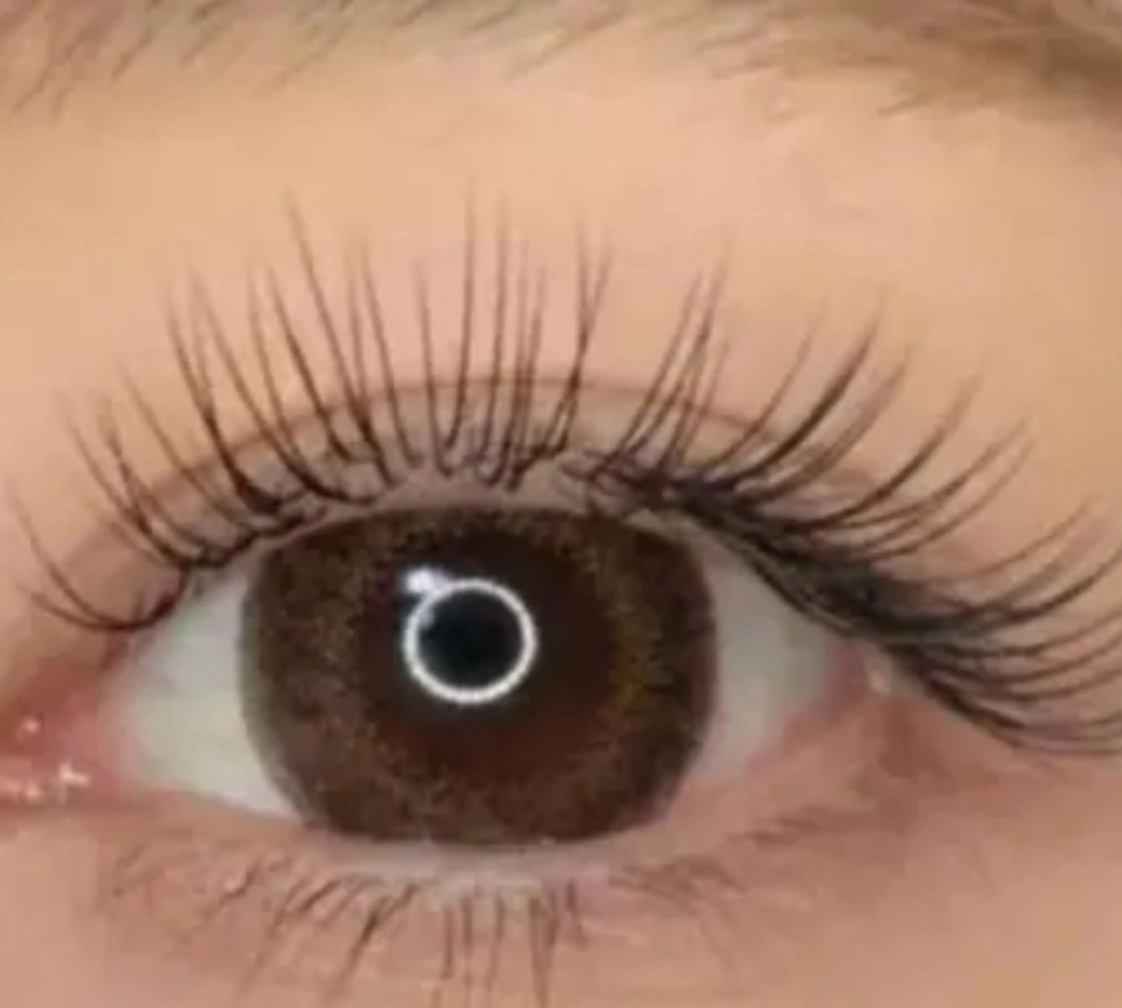 国産セーブル80本3800/100本4500/120本5200/140本5900/付け放題6500【オフ込み】の写真