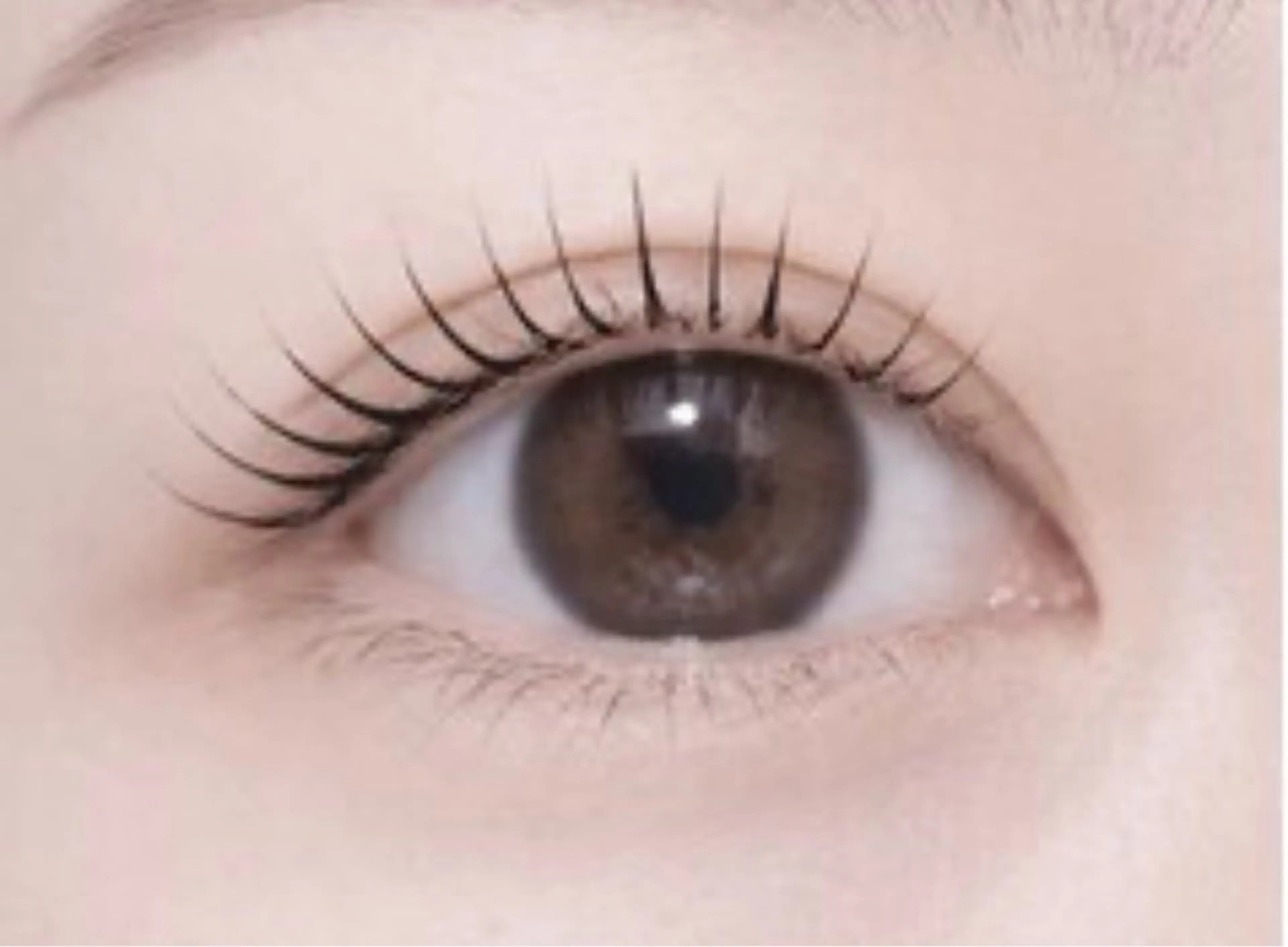 【19:00限定】⭐️最新まつ毛パーマモデル⭐️高持続ラッシュリフトの写真