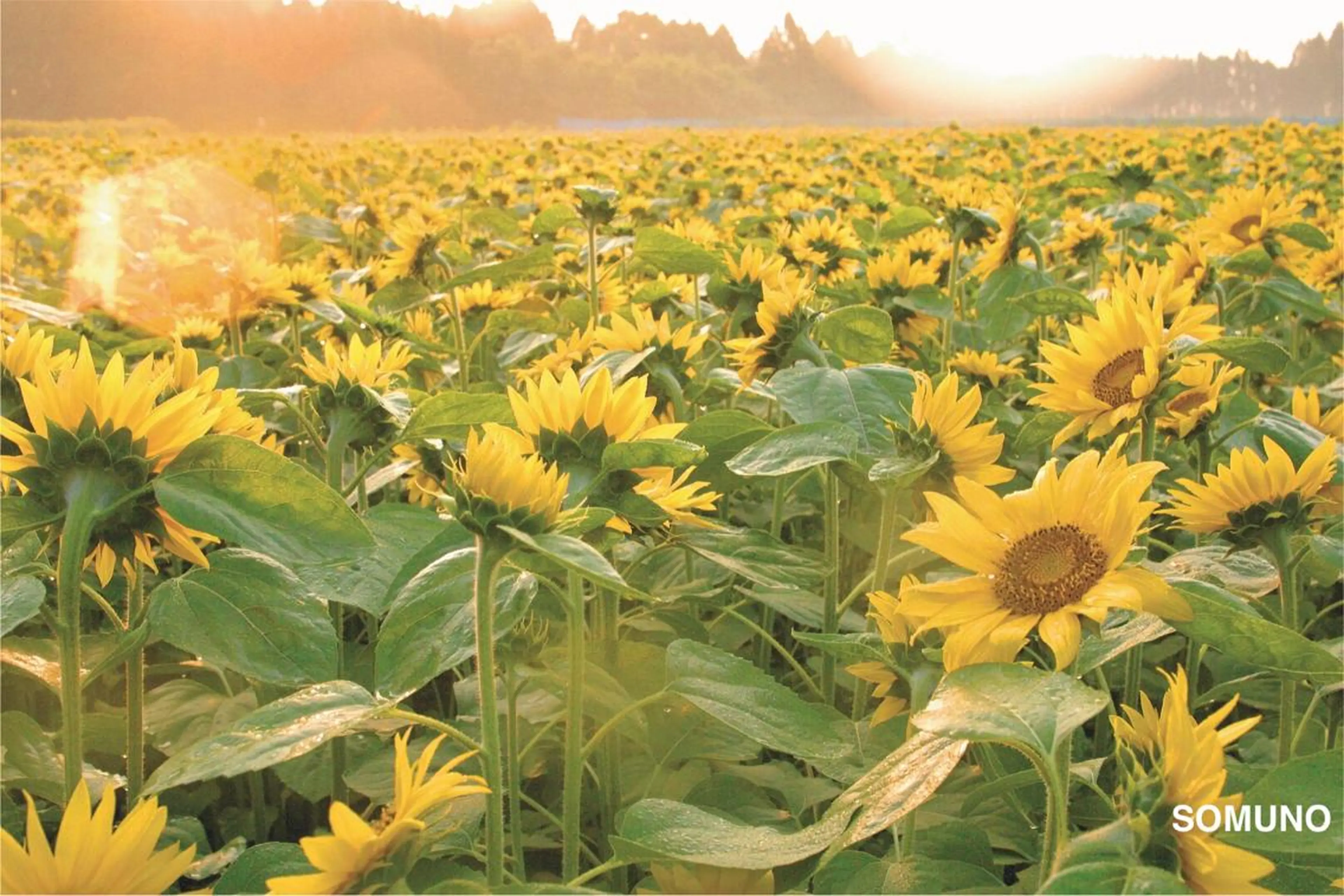 田村 竜一のヘアスタイル