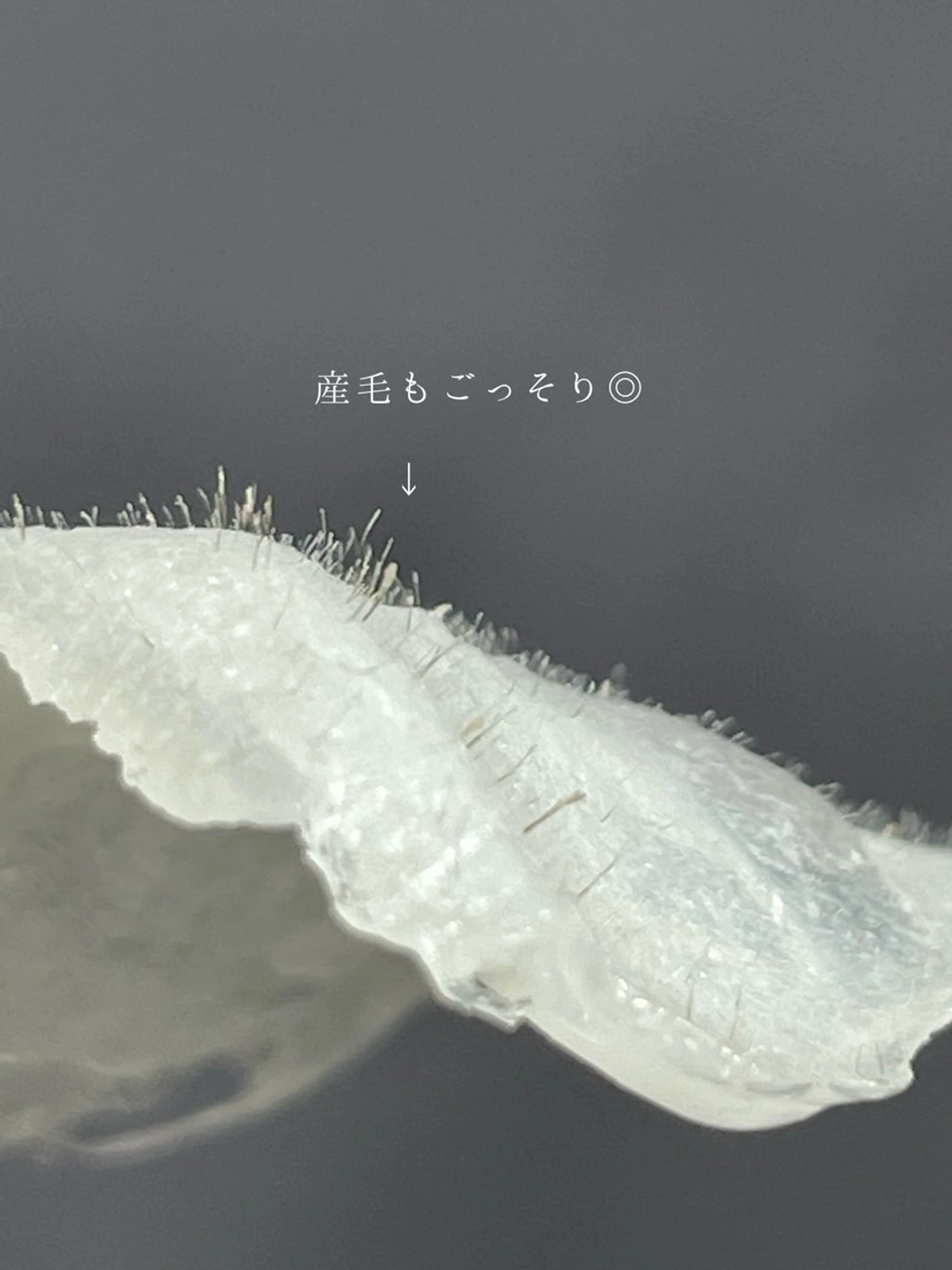 メンズ eclipse eyelashのマツエク・マツパデザイン