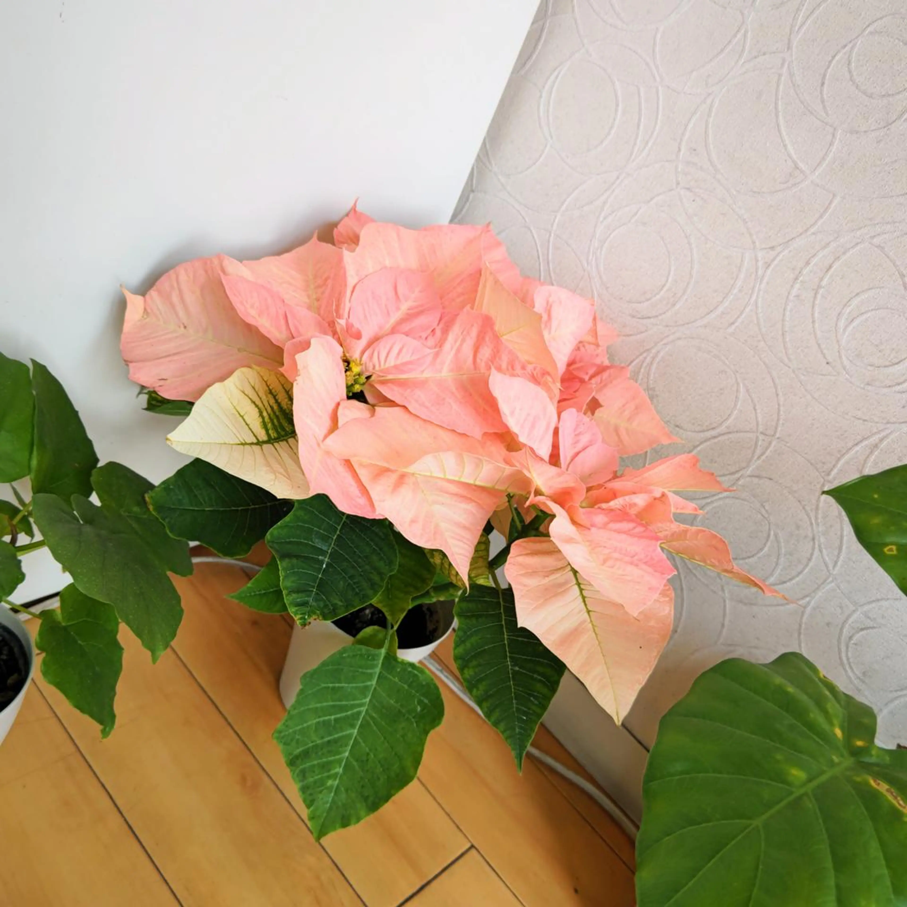 お顔のむくみたるみ 専門☆美容鍼小顔矯正のエステ・リラクイメージ