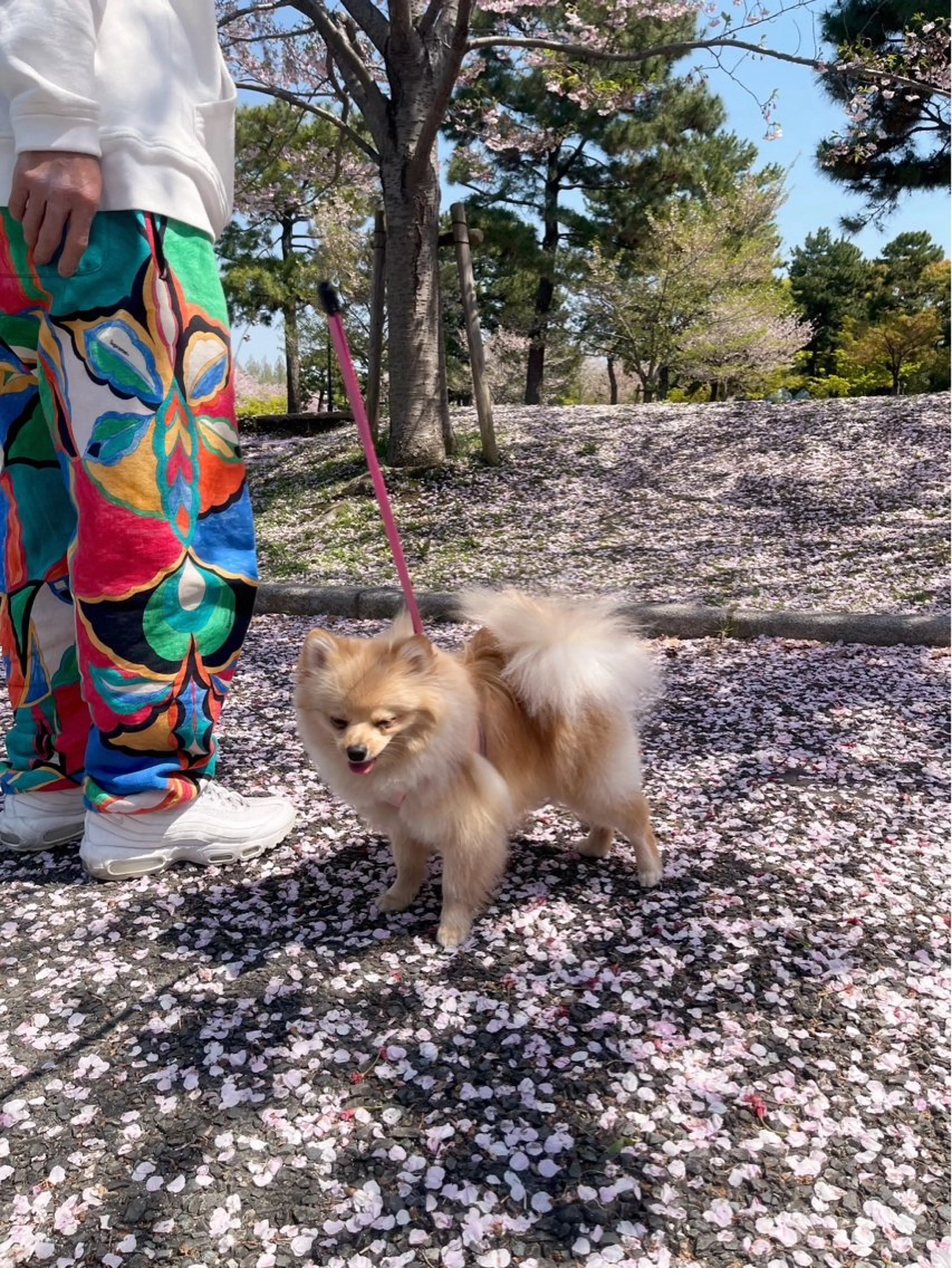 紙屋 隼人のヘアスタイル