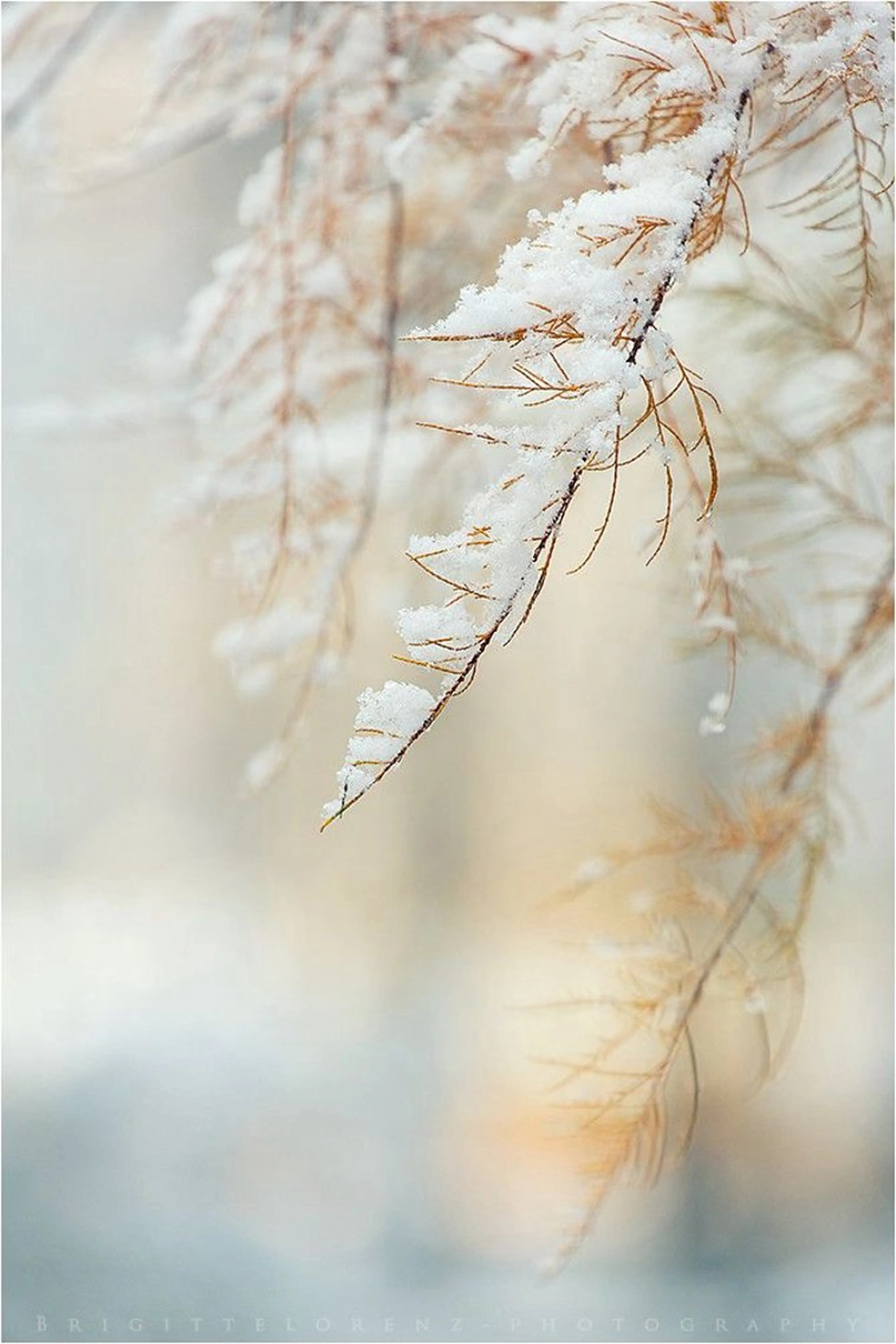 ネイル asuka 🐰のネイルデザイン