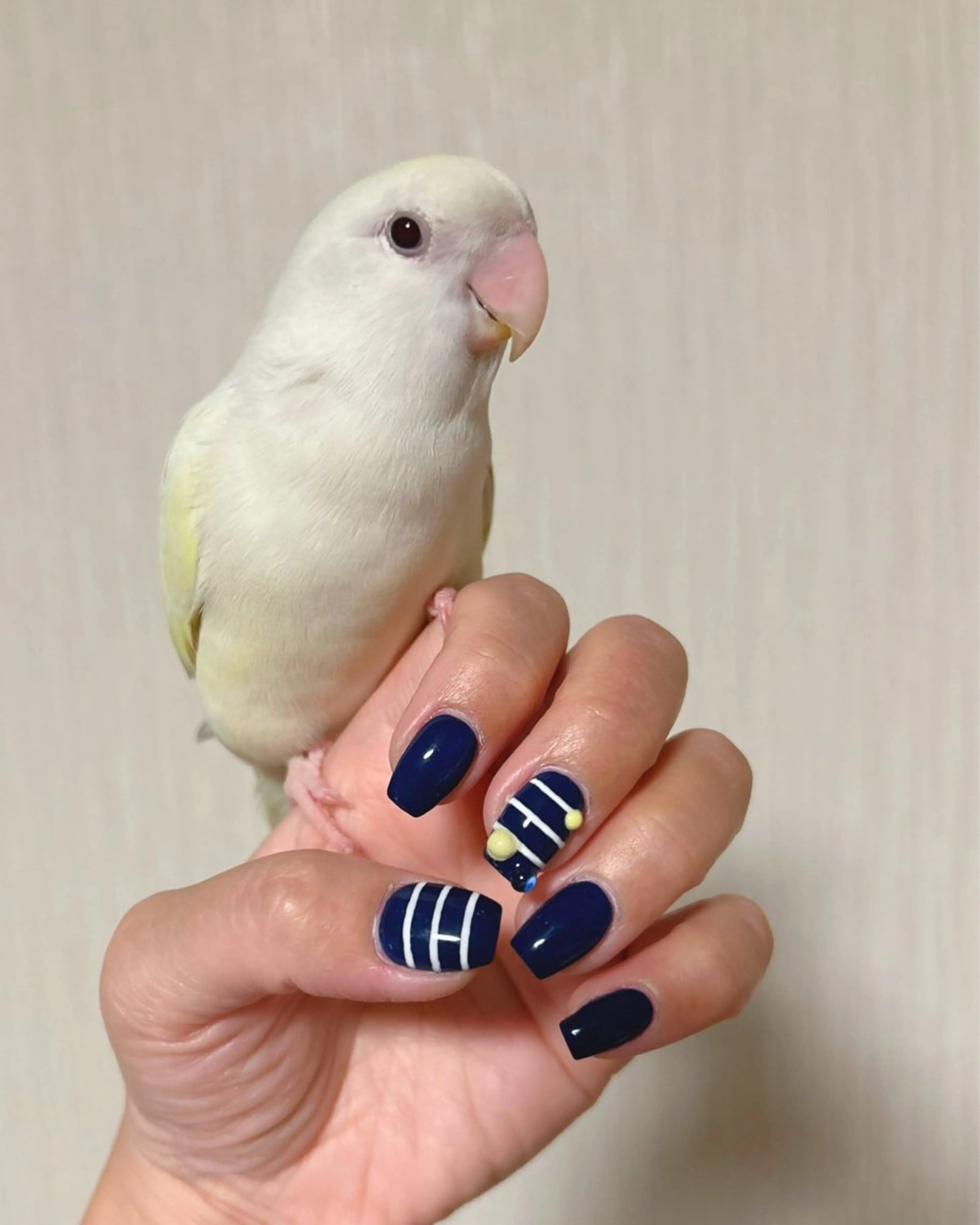 ネイル 透灯 TOUTOU 🪄のネイルデザイン