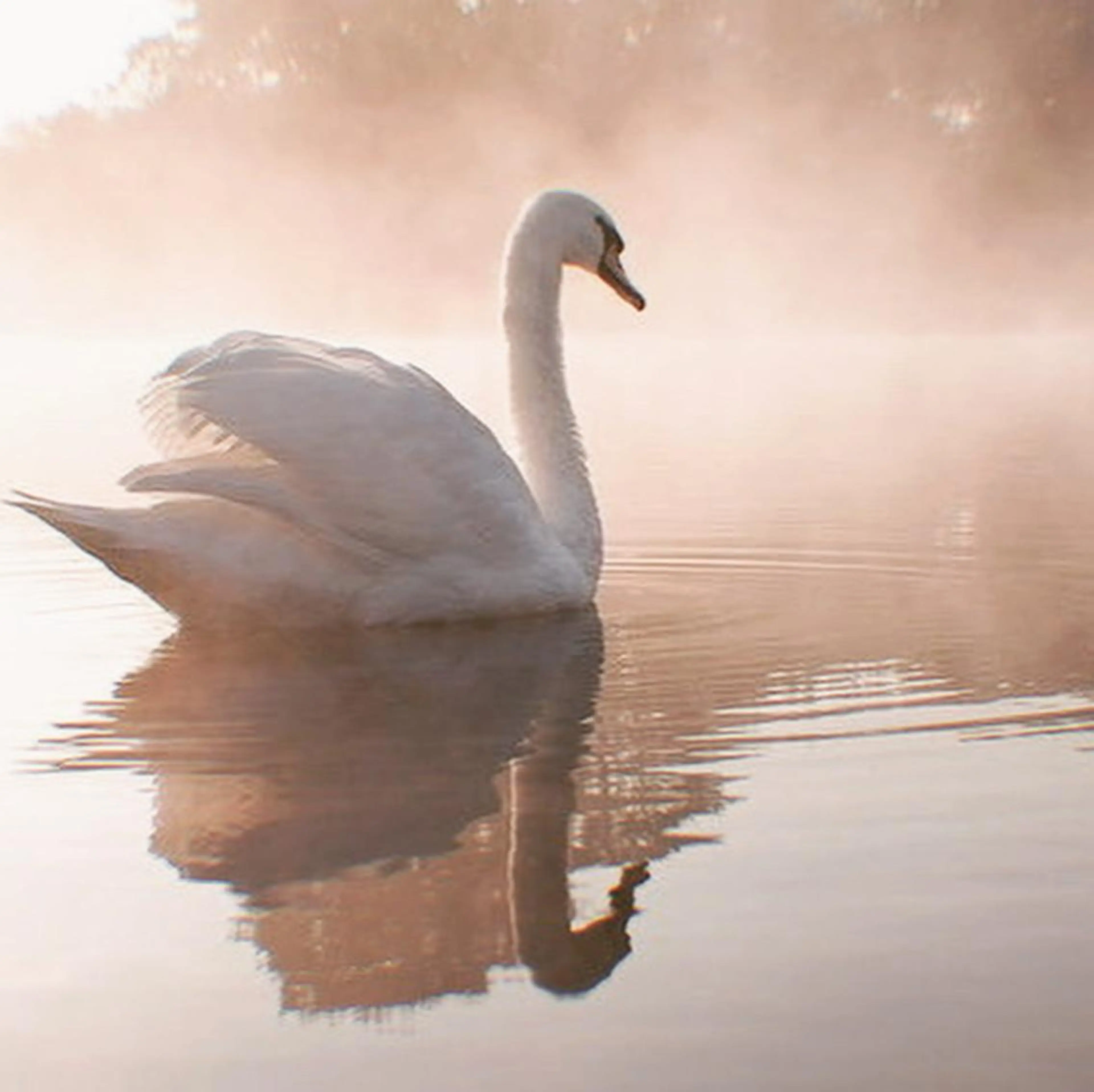 マツエク・マツパ マツパ fully nakameguroのマツエク・マツパデザイン