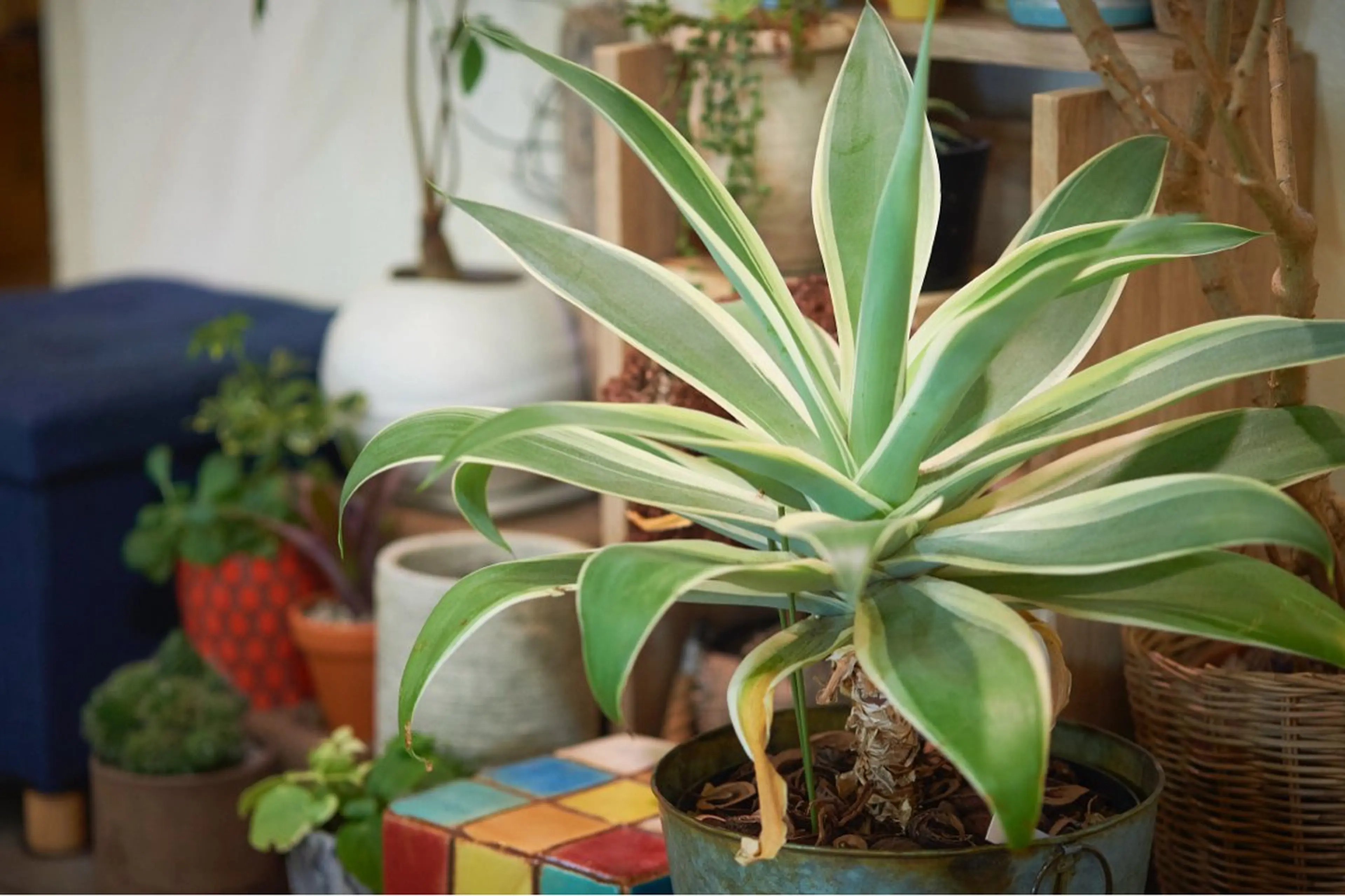 ヘッドスパサロン🫧 ハヤシのヘアスタイル