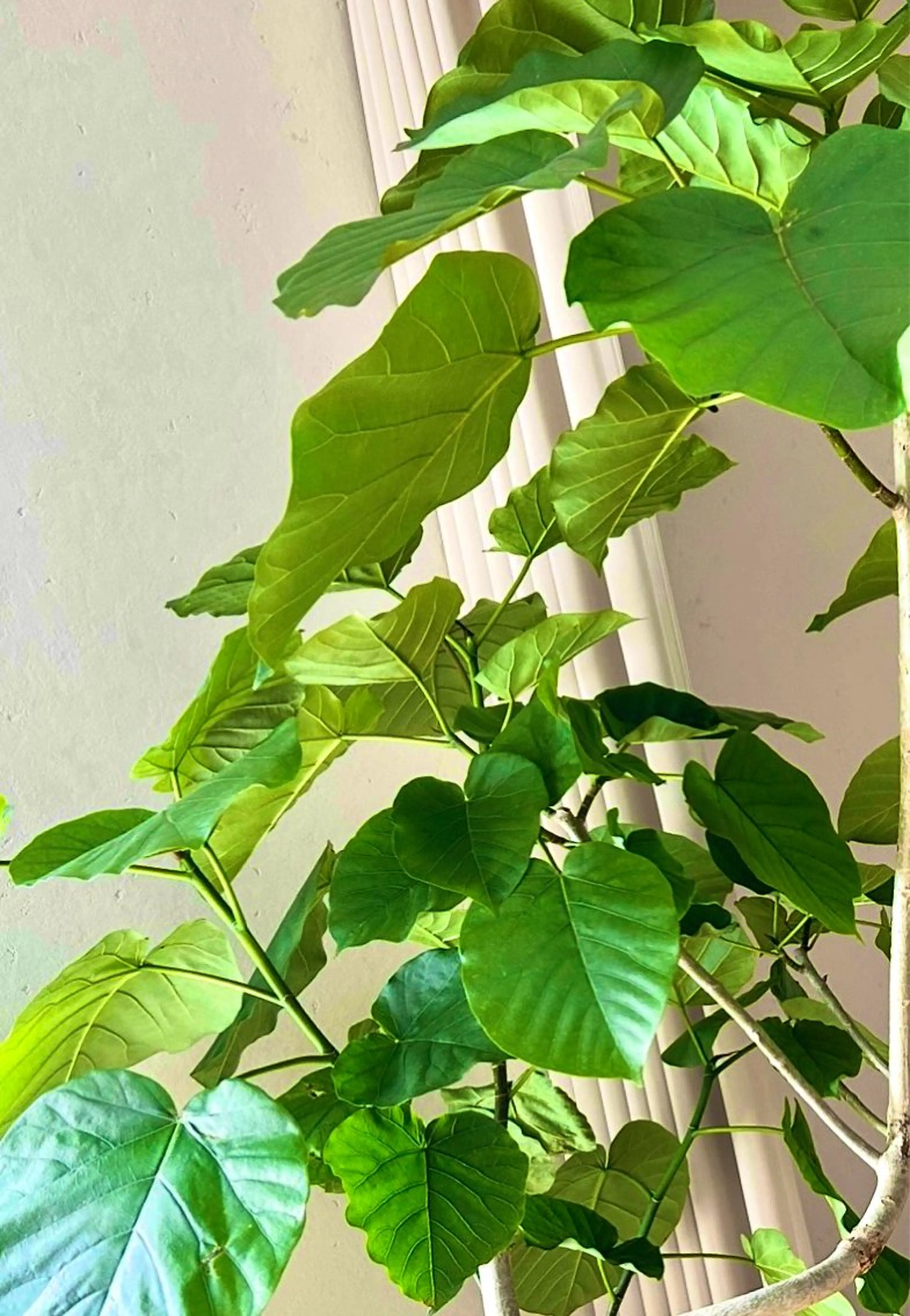 forestmoon フォレストムーンのエステ・リラクイメージ