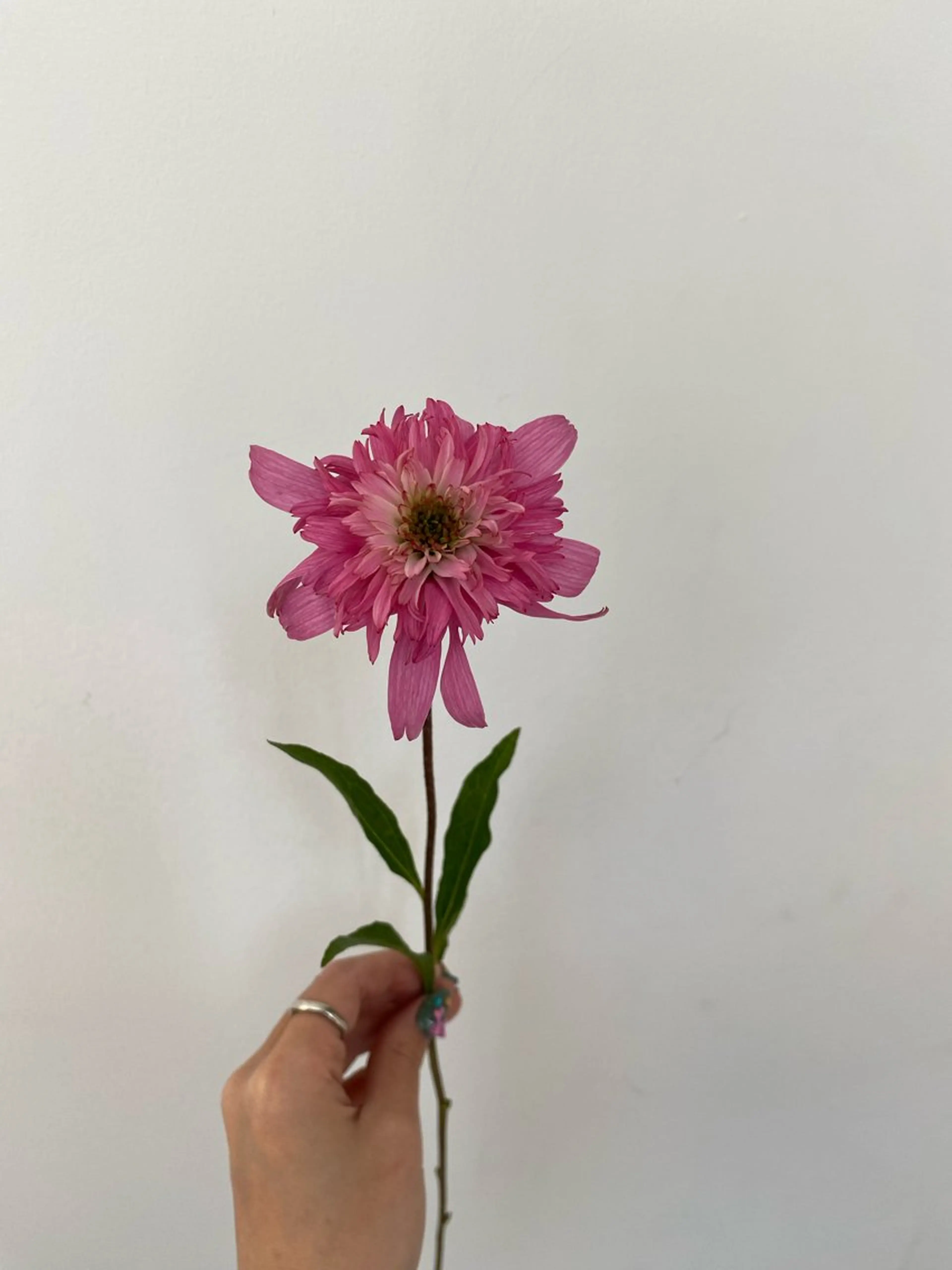 カット ヘアカラー トリートメント 🌻花屋併設🌻濱 幸帆のヘアスタイル