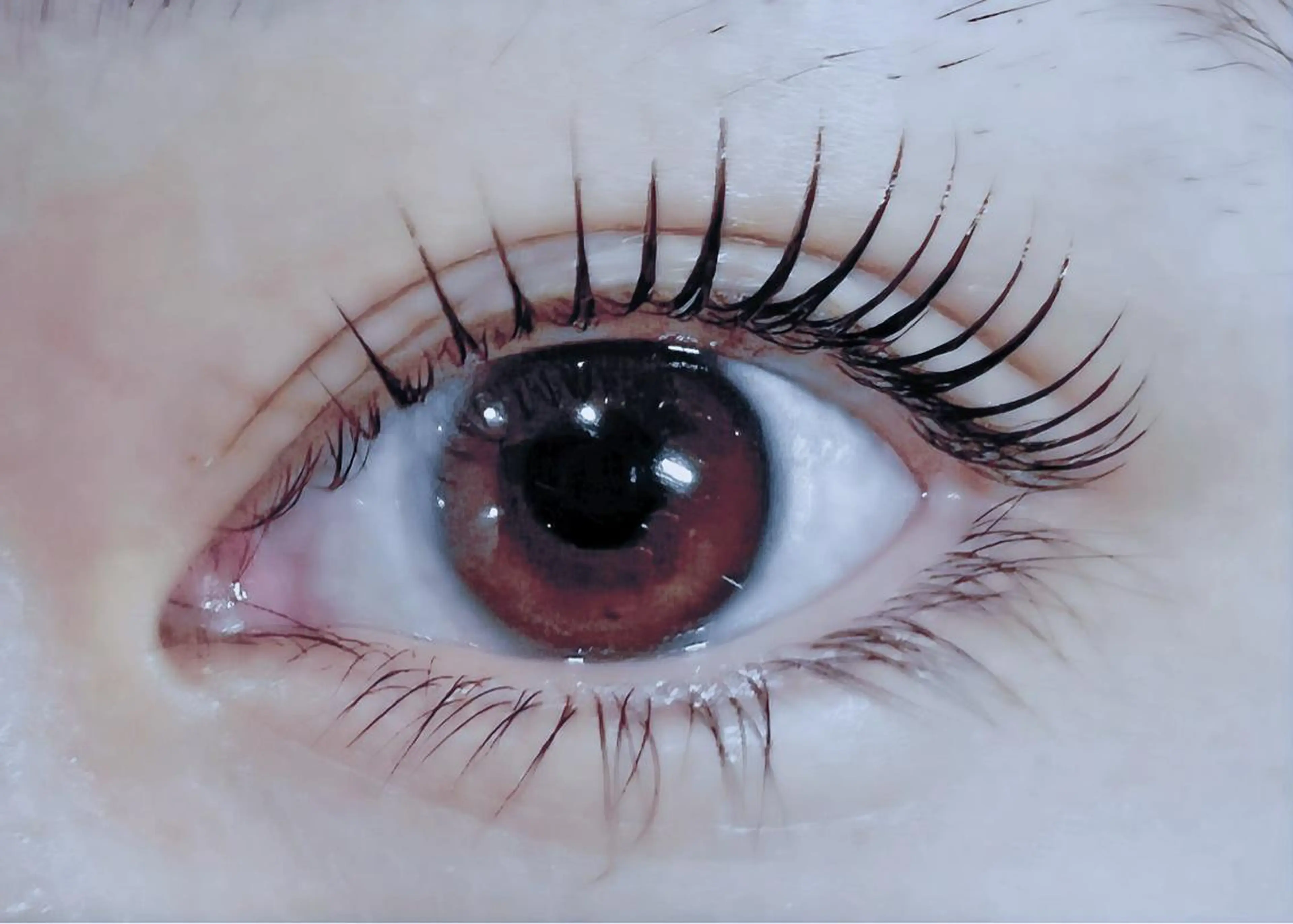 マツエク・マツパ 🧸Celeste Venusのマツエク・マツパデザイン